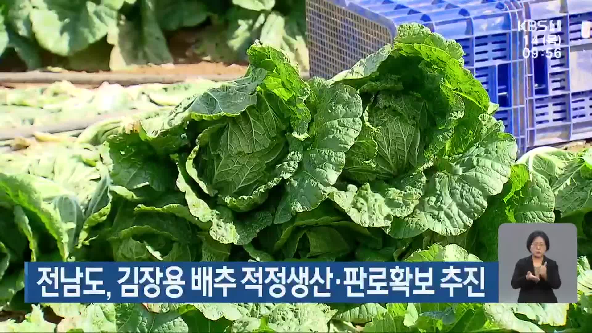 전남도, 김장용 배추 적정생산·판로확보 추진