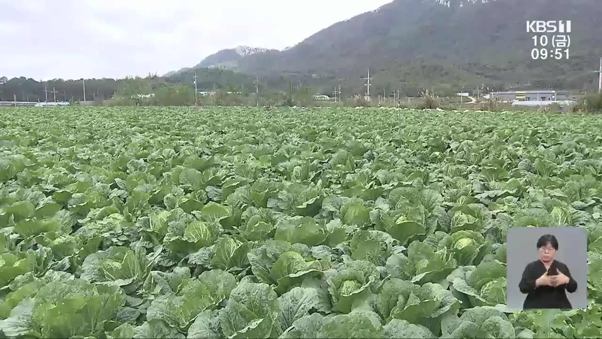 해남 절임 배추 인기…농민들 배추 가격 ‘걱정’