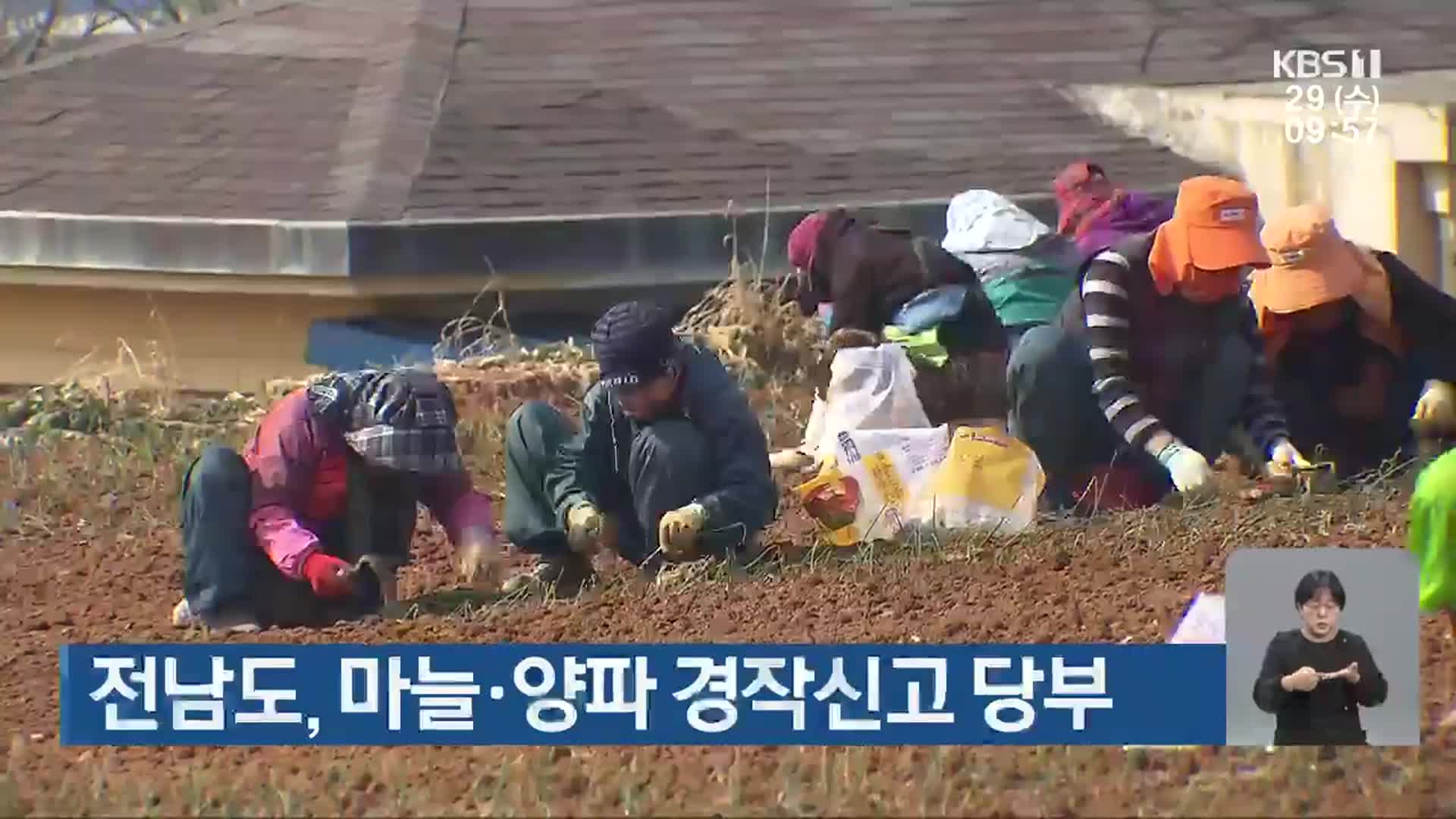 전남도, 마늘·양파 경작신고 당부