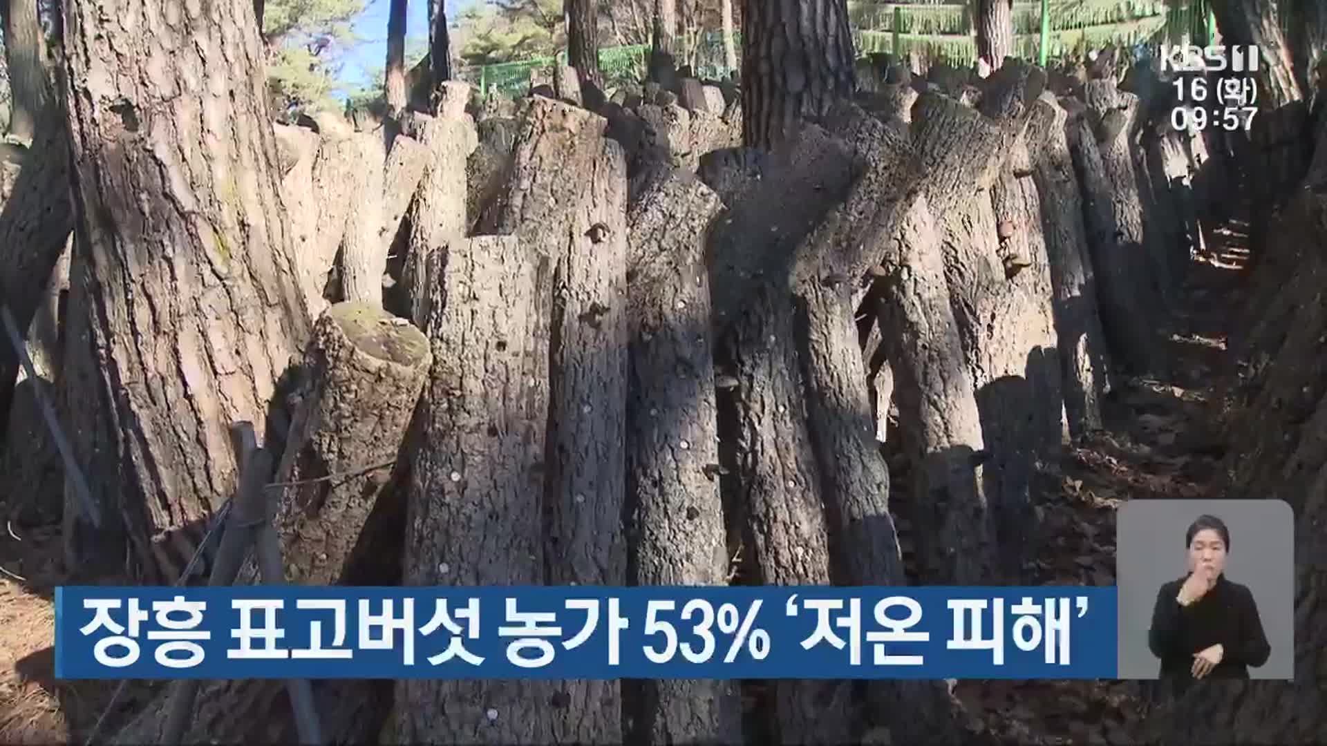 장흥 표고버섯 농가 53% ‘저온 피해’