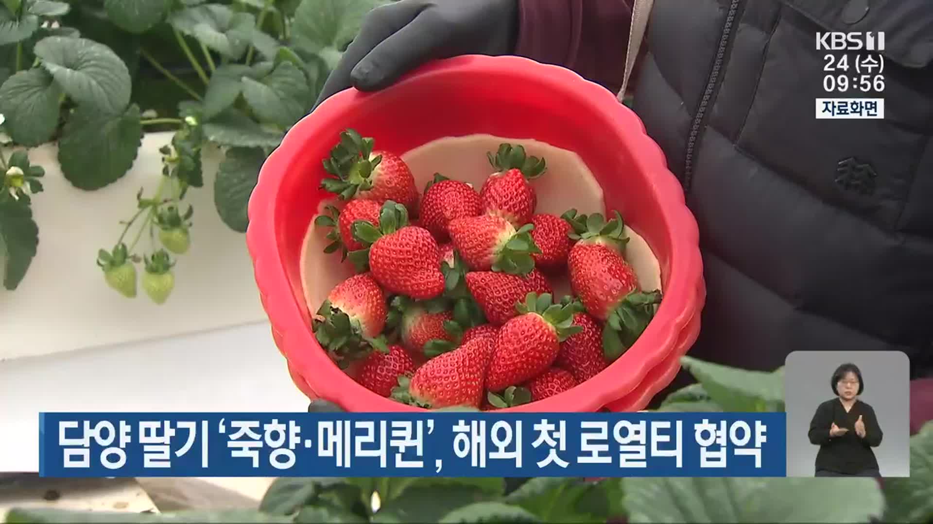 담양 딸기 ‘죽향·메리퀸’, 해외 첫 로열티 협약