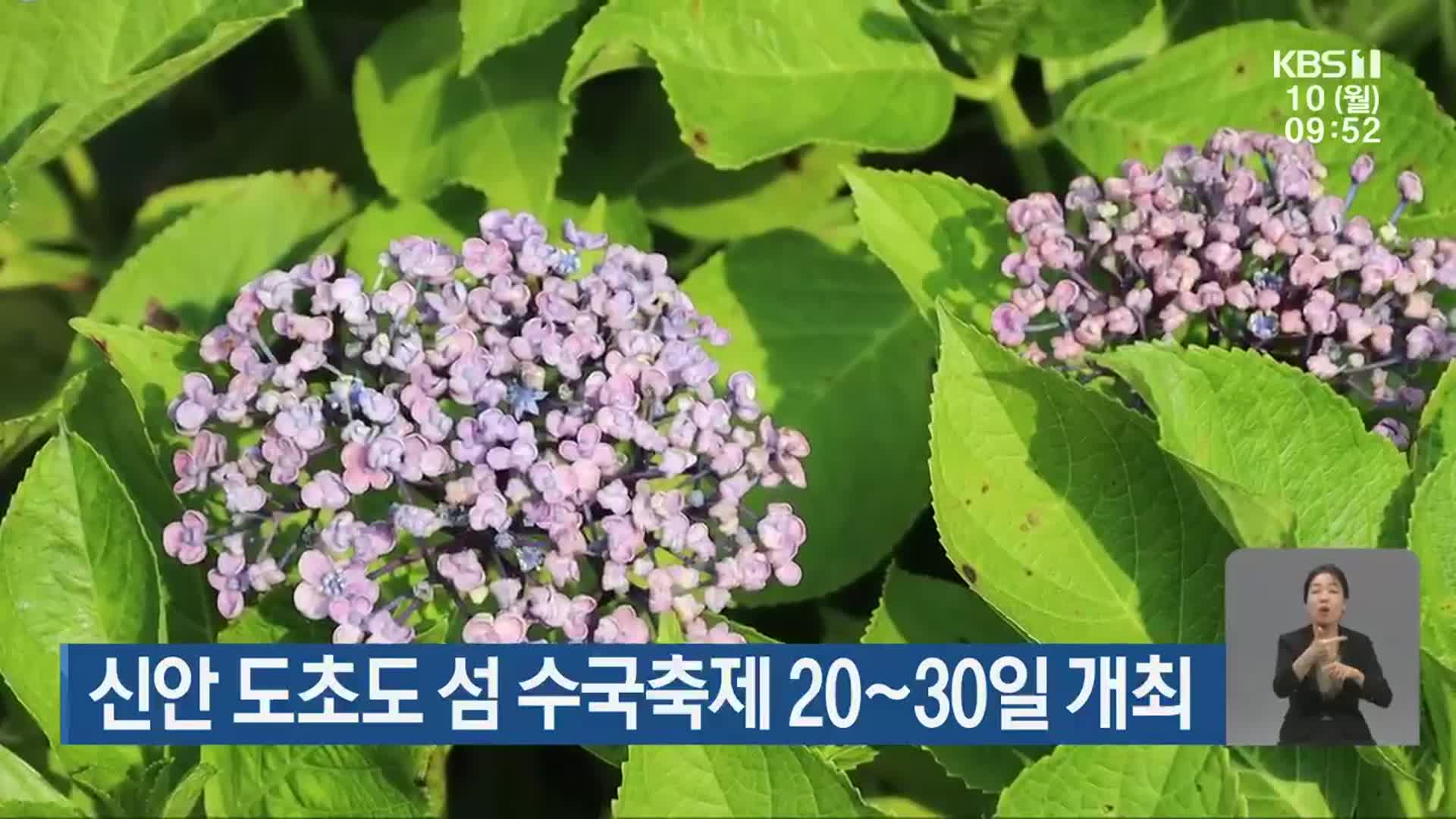 신안 도초도 섬 수국축제 20~30일 개최