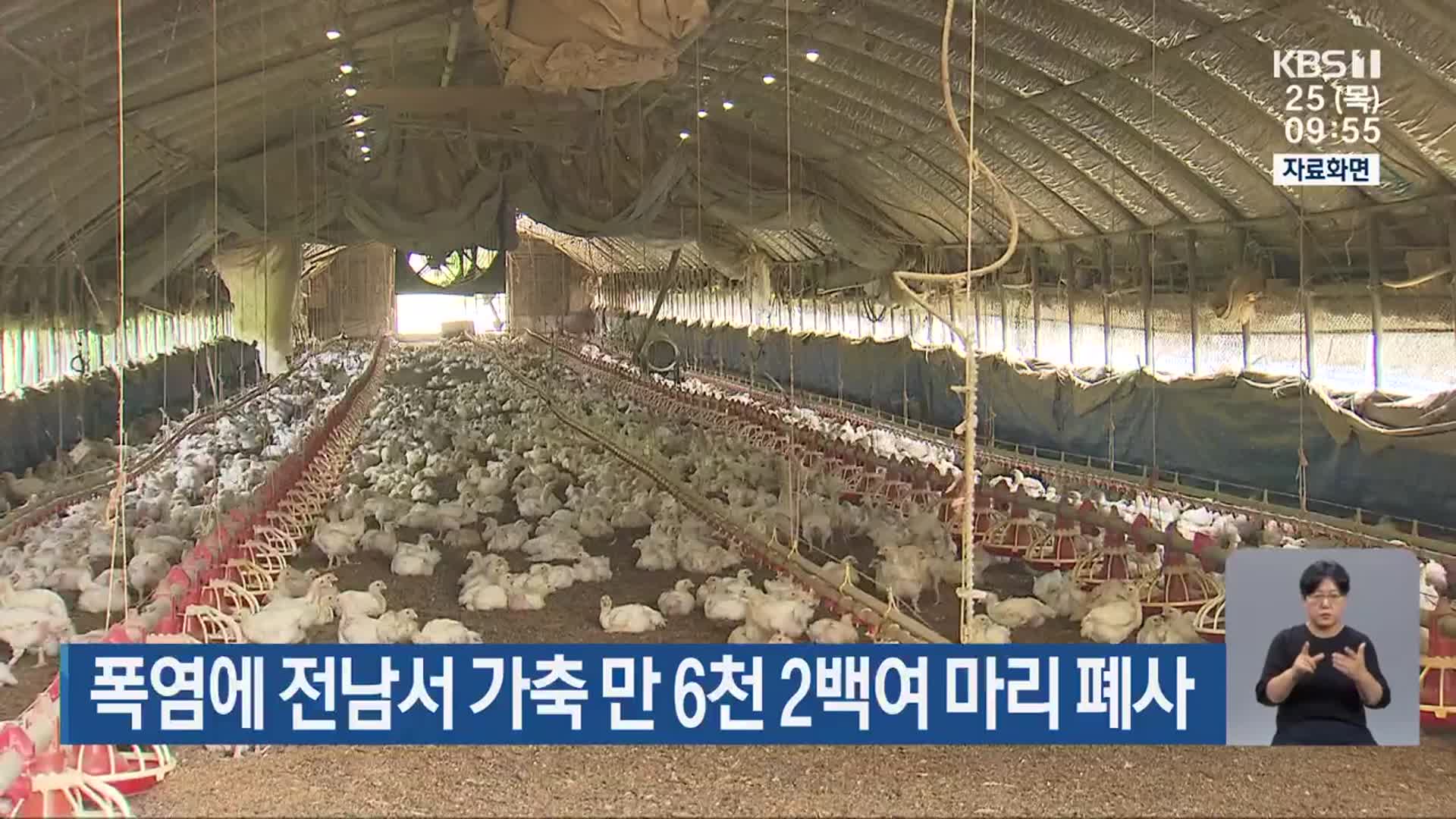 폭염에 전남서 가축 만 6천 2백여 마리 폐사