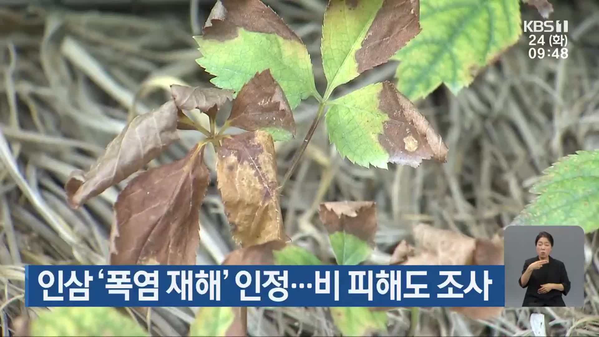 인삼 ‘폭염 재해’ 인정…비 피해도 조사