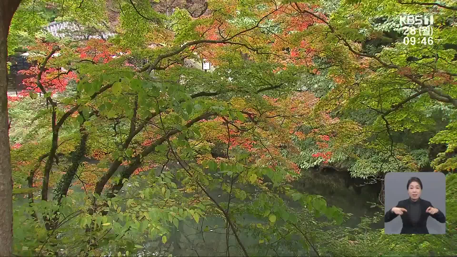 “유례없는 늦더위에”…아쉬움 가득한 단풍 나들이객