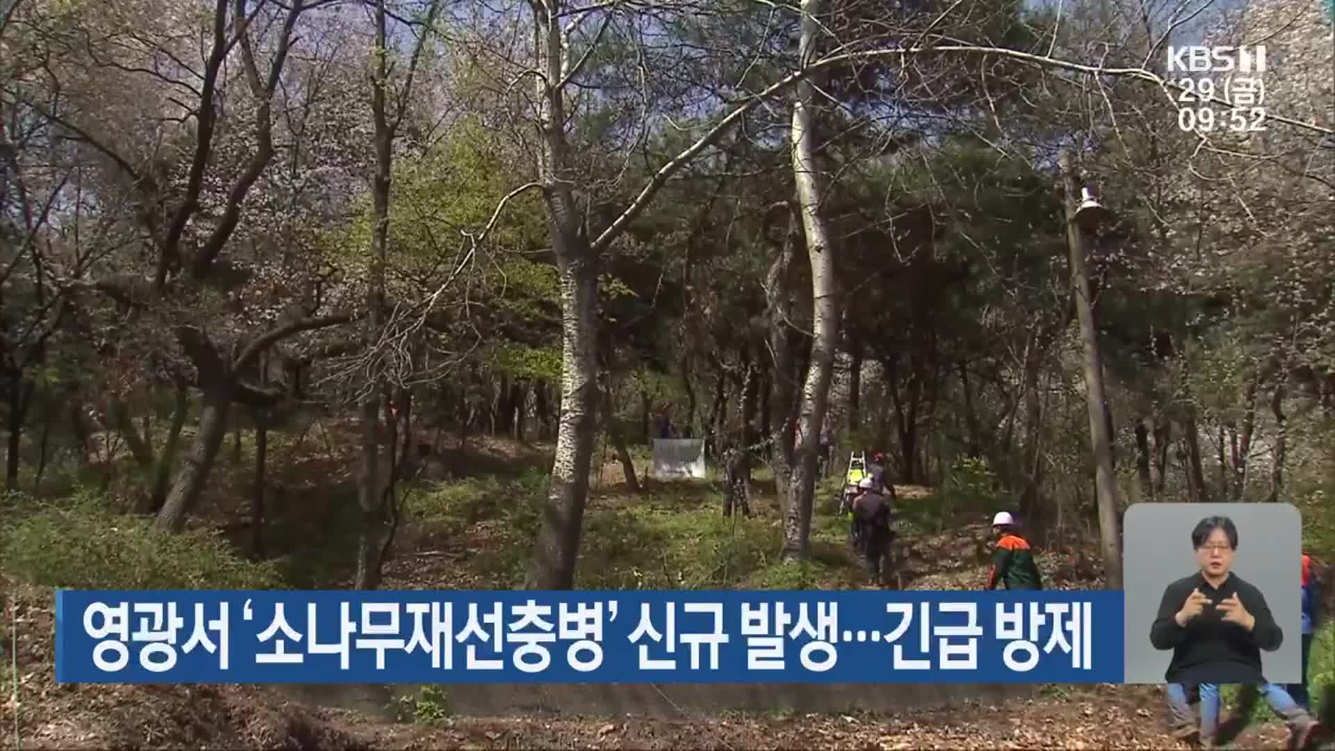 영광서 ‘소나무재선충병’ 신규 발생…긴급 방제