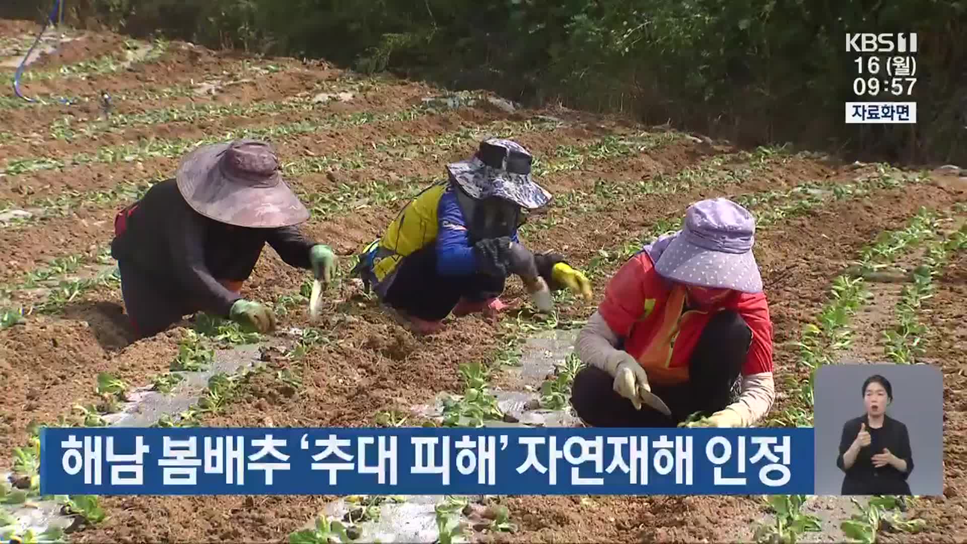 해남 봄배추 ‘추대 피해’ 자연재해 인정
