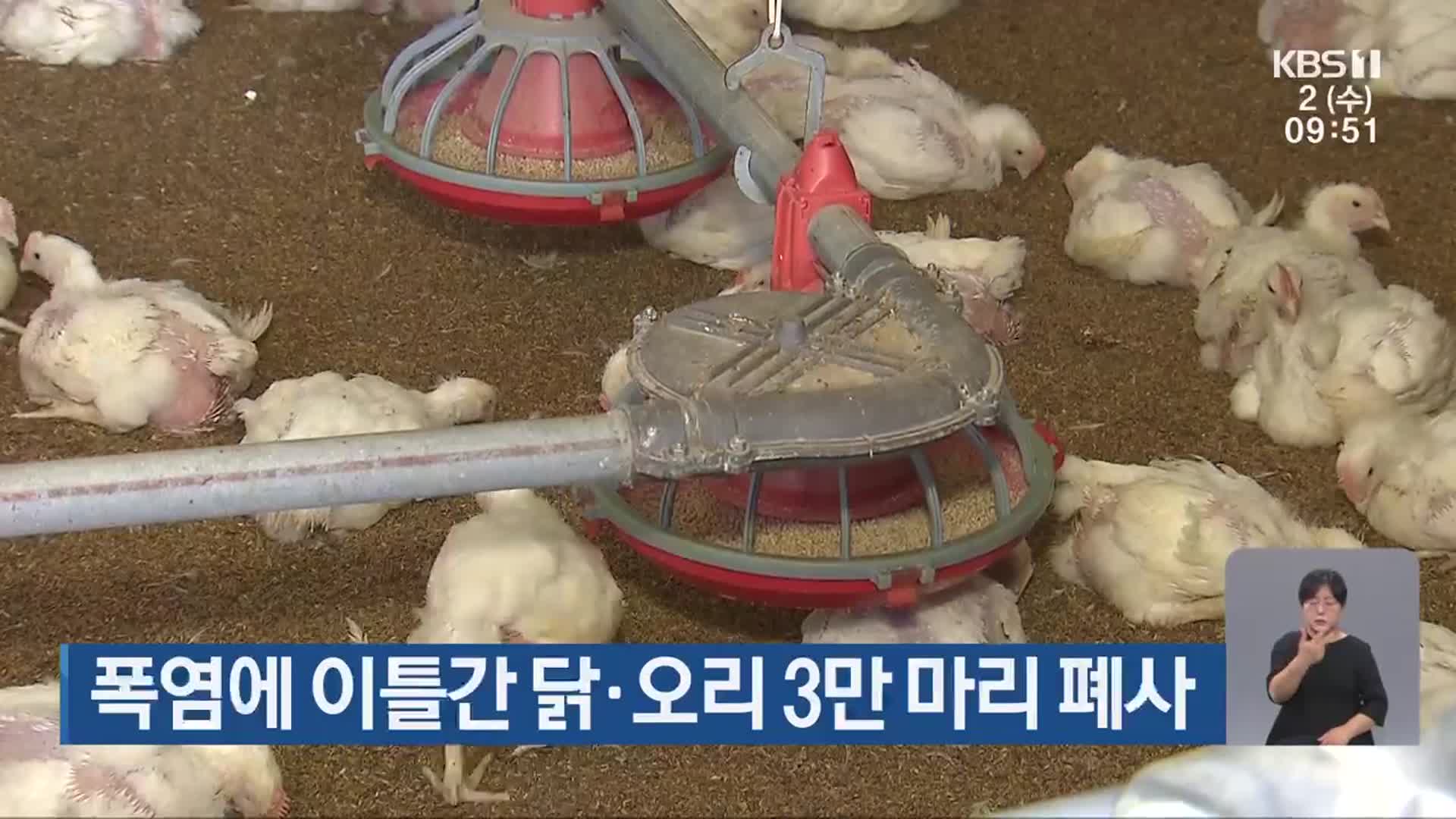 폭염에 이틀간 닭·오리 3만 마리 폐사