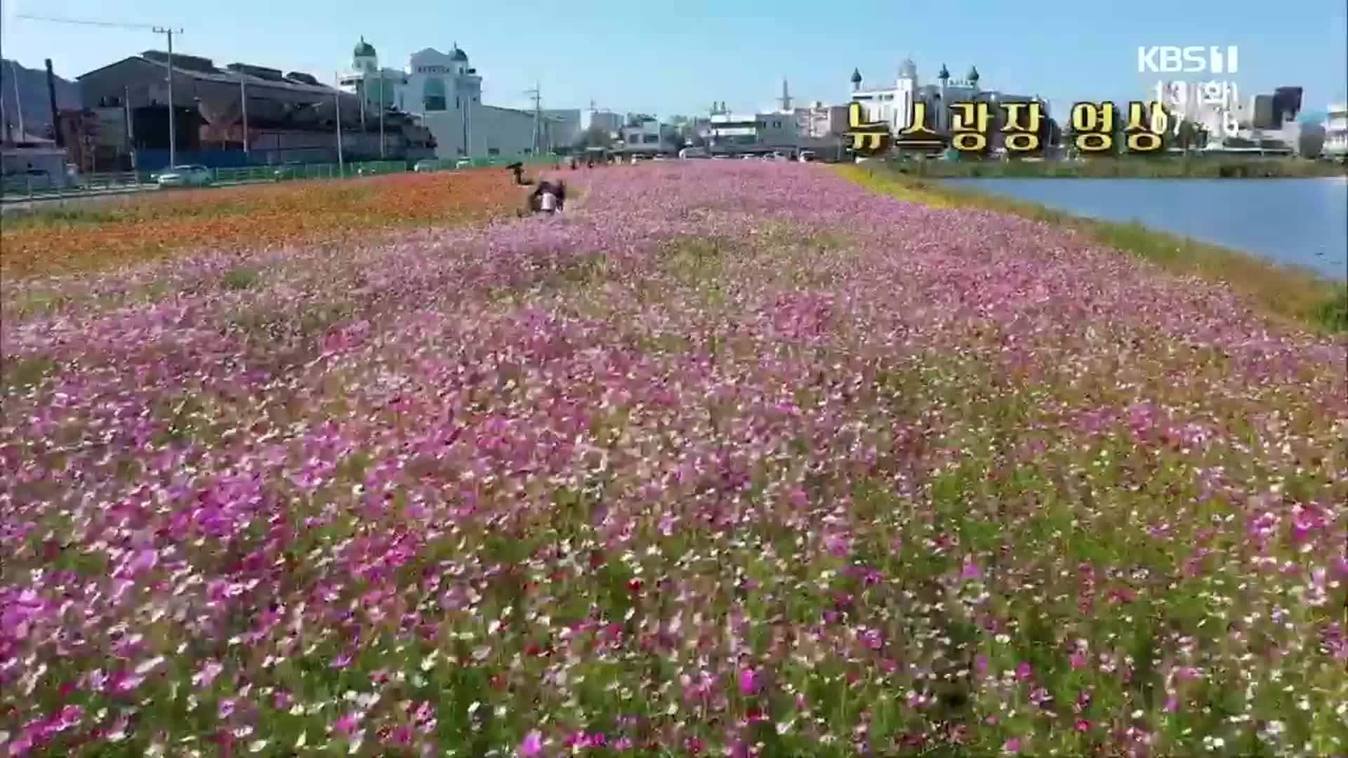 [영상] 목포 남항 꽃정원
