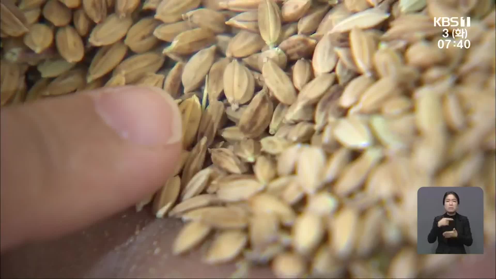 쌀 흉작에 ‘울상’…통계청 조사는 증가?