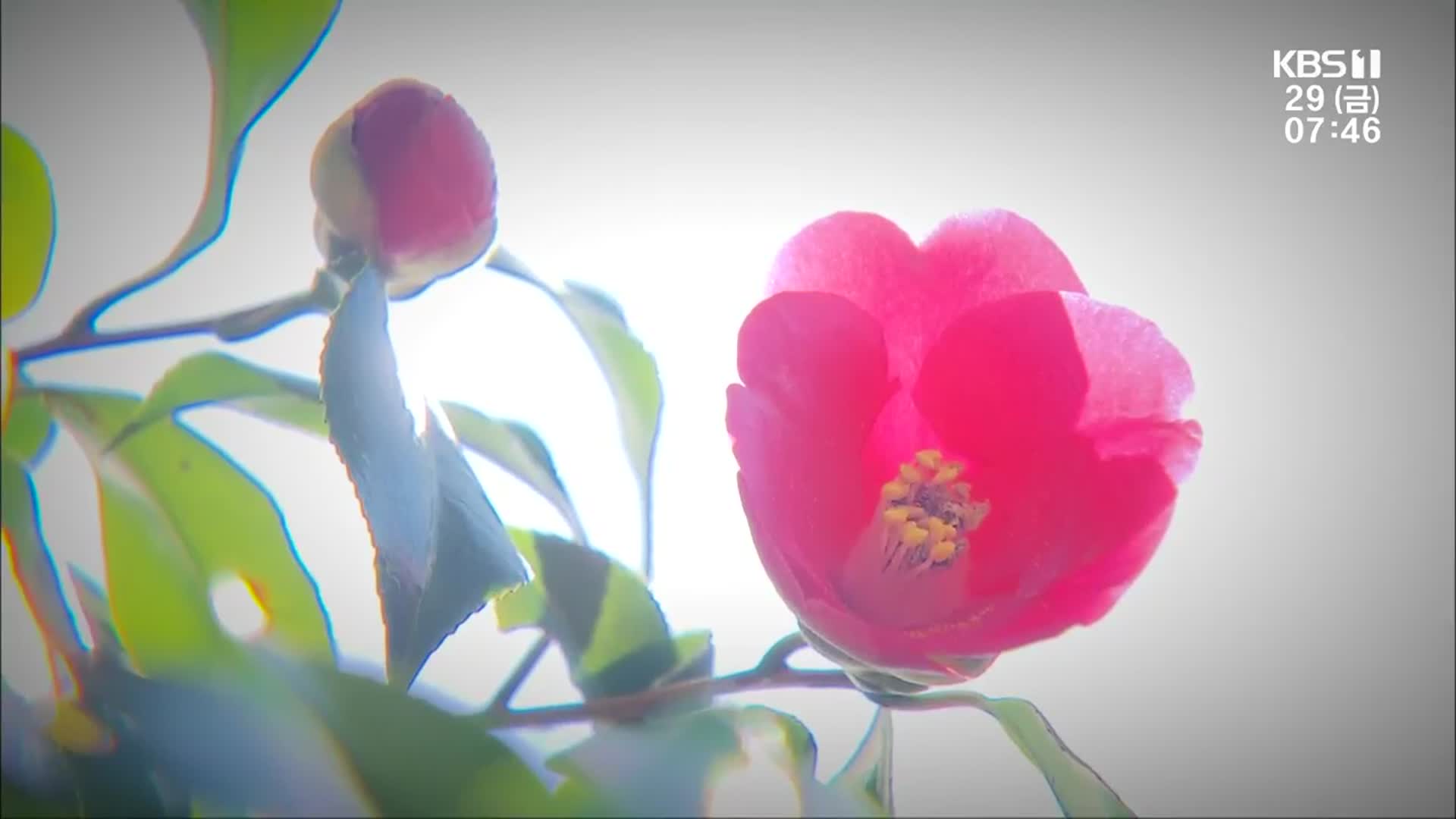 [영상] ‘그래도 봄은 온다’…매화·동백 활짝