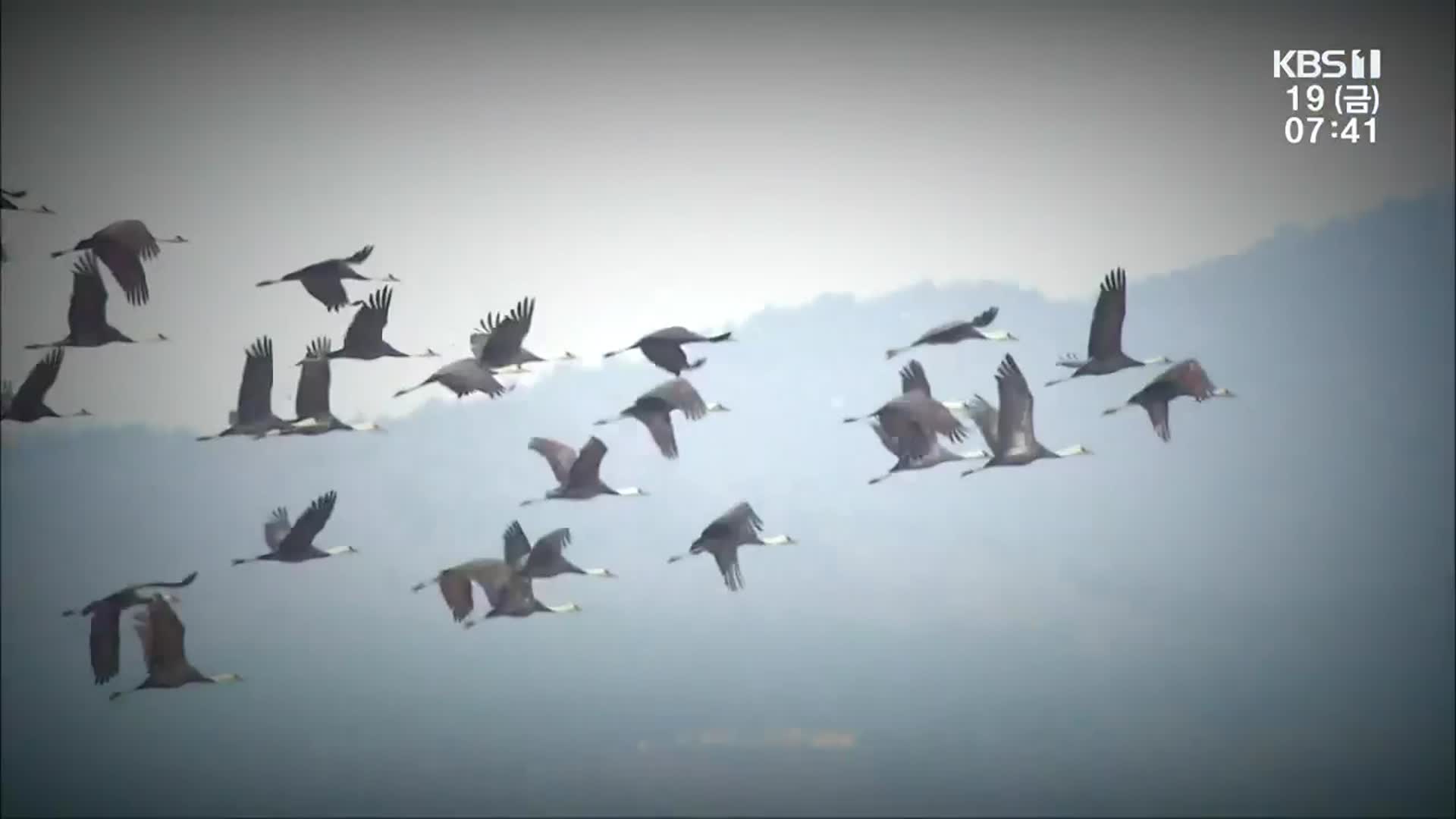 [영상] 경계선 없이 자유롭게…흑두루미 북상