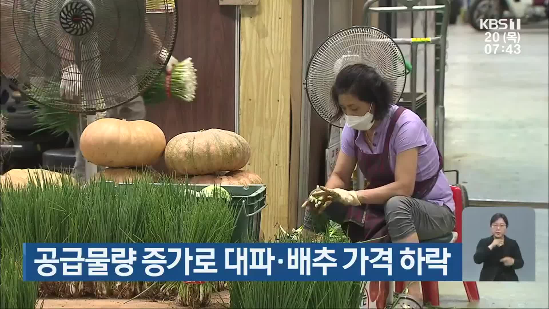 공급물량 증가로 대파·배추 가격 하락