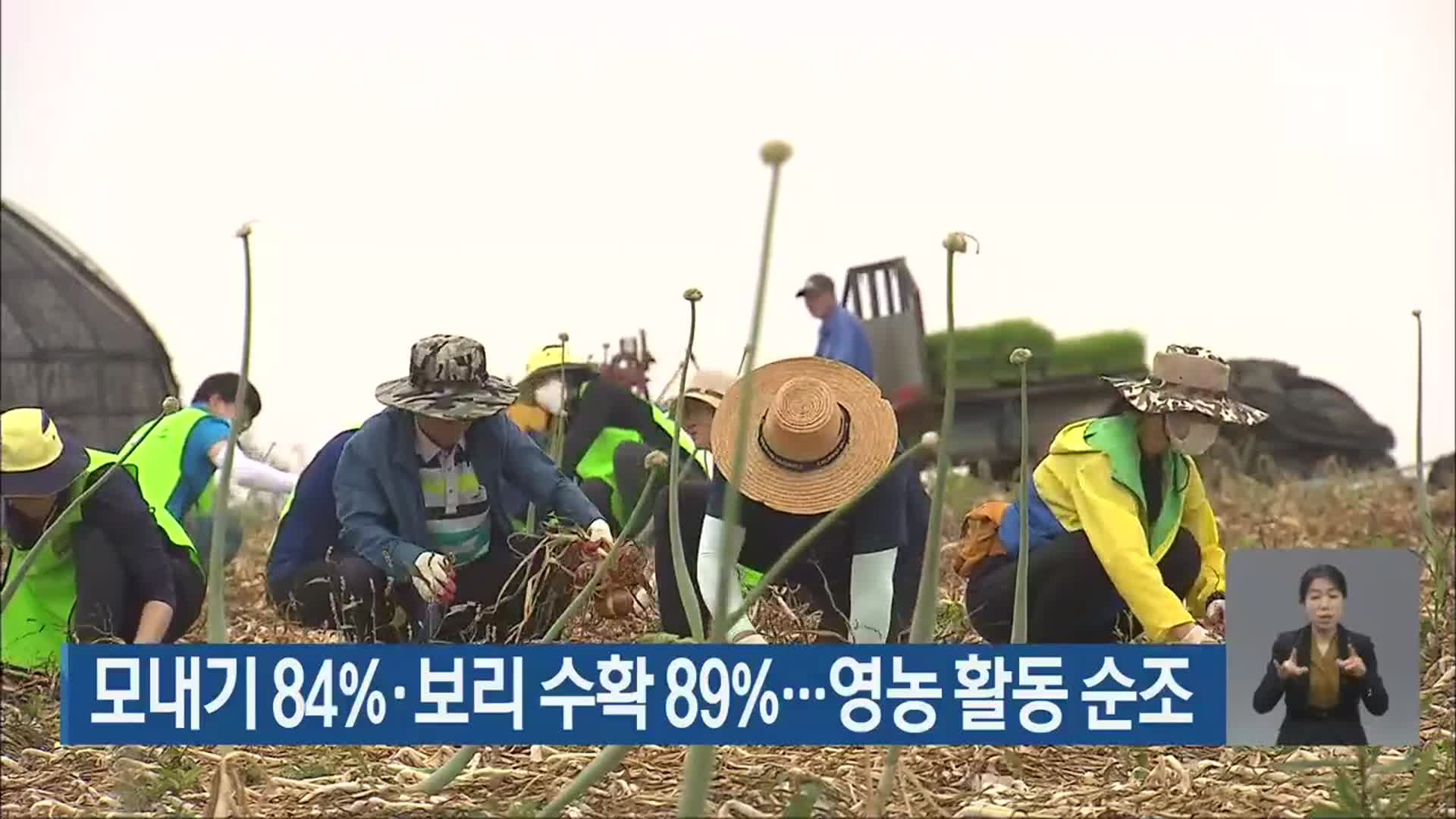모내기 84%·보리 수확 89%…영농 활동 순조