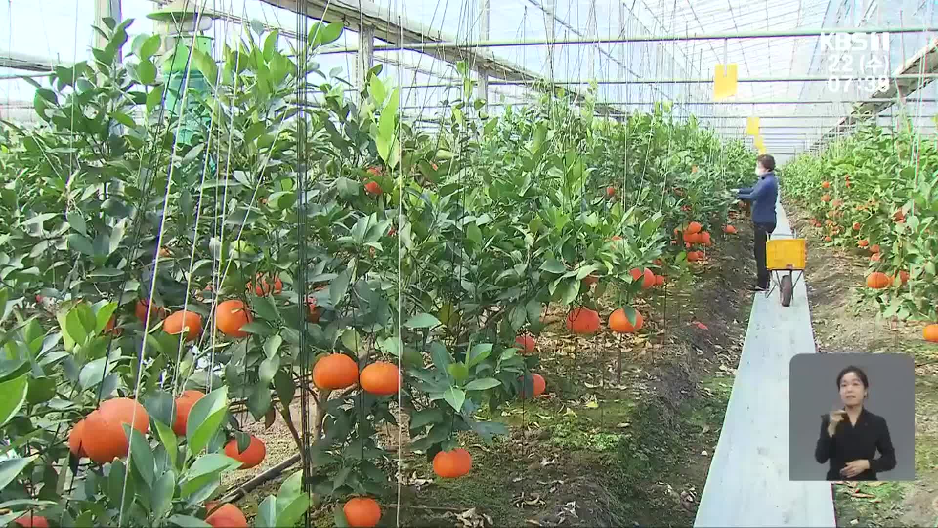 “광양산 레드향 맛보세요”…아열대 과수 수확 본격화