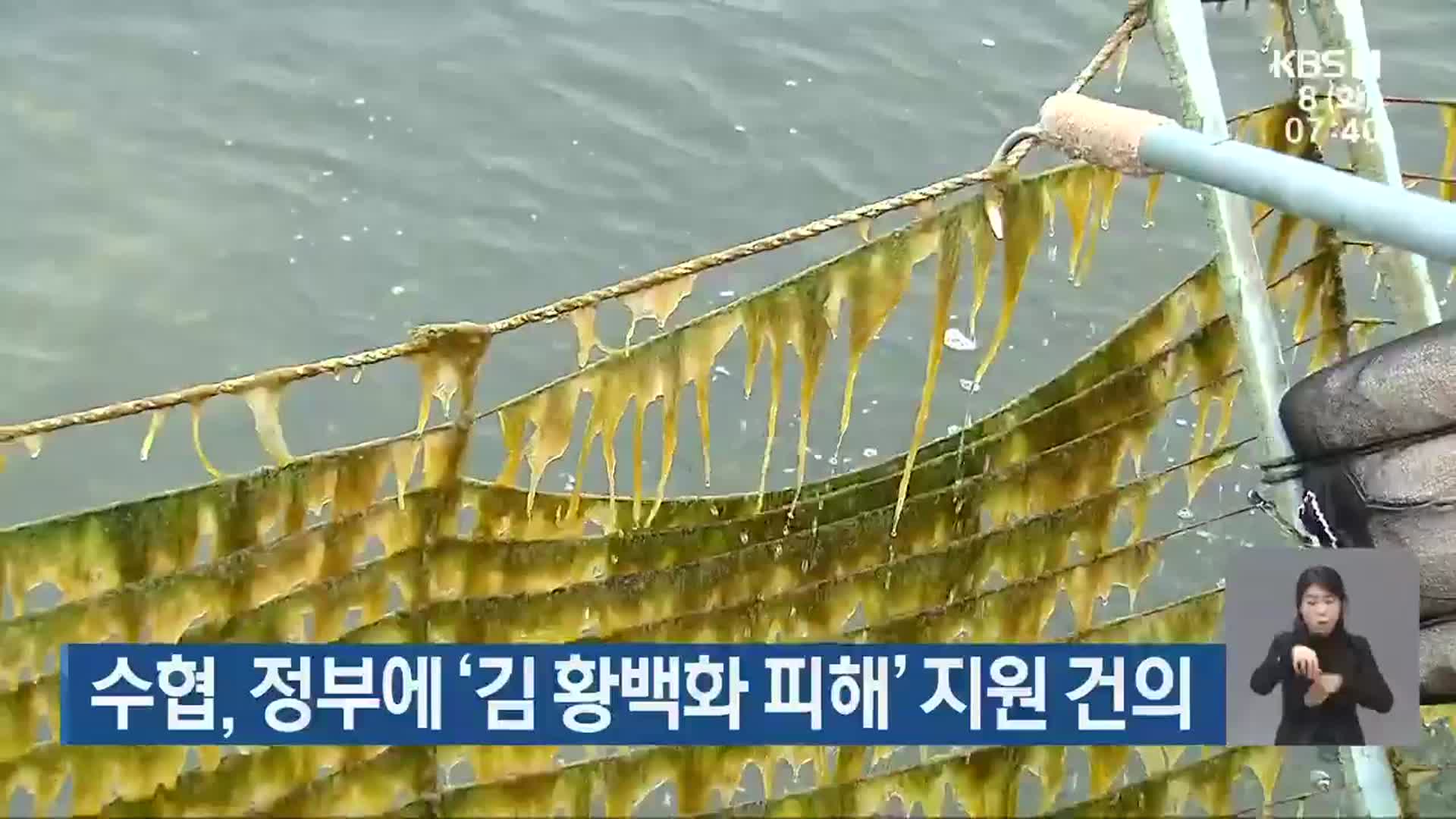 수협, 정부에 ‘김 황백화 피해’ 지원 건의