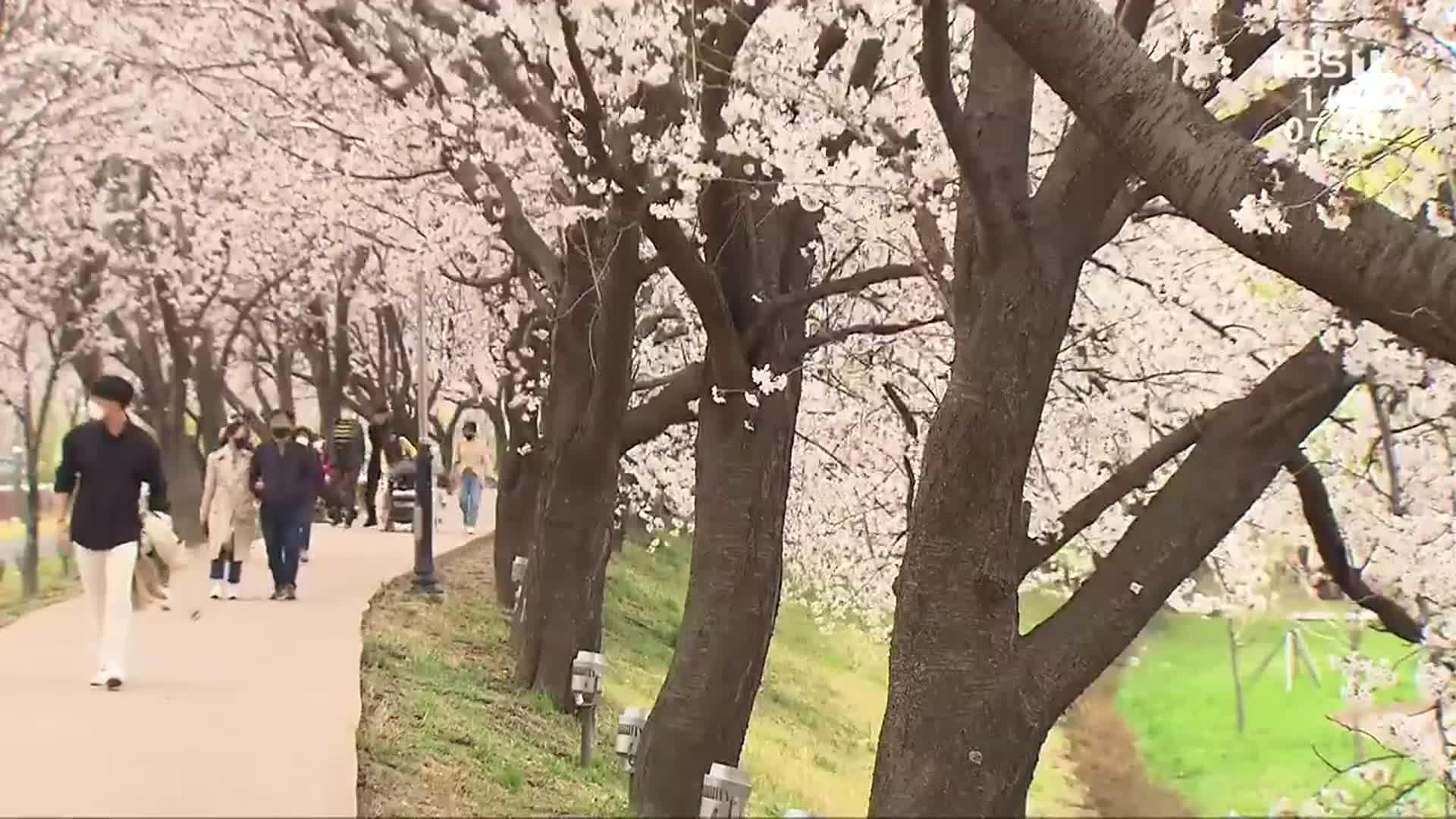 [영상] 활짝 핀 벚꽃…순천 동천 벚꽃길