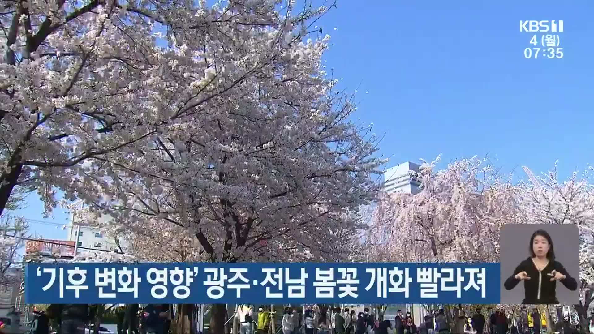 ‘기후 변화 영향’ 광주·전남 봄꽃 개화 빨라져