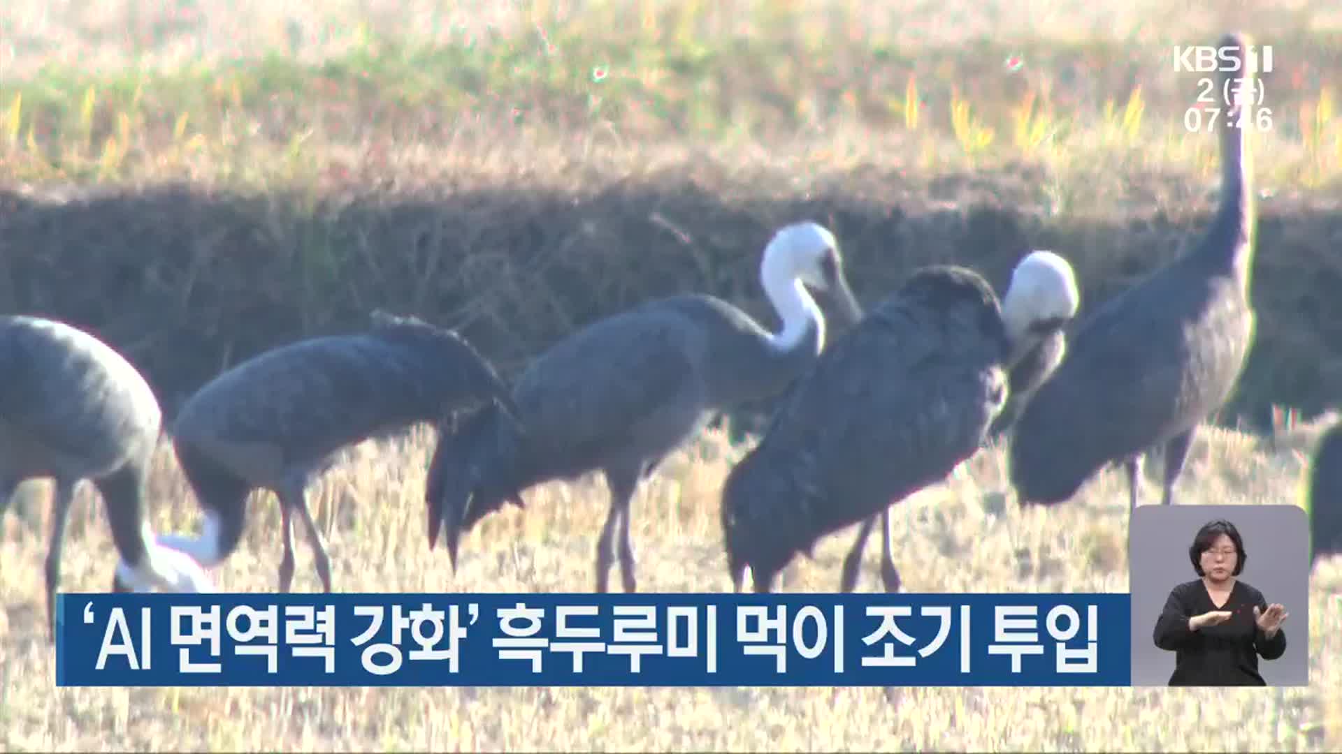 ‘AI 면역력 강화’ 흑두루미 먹이 조기 투입