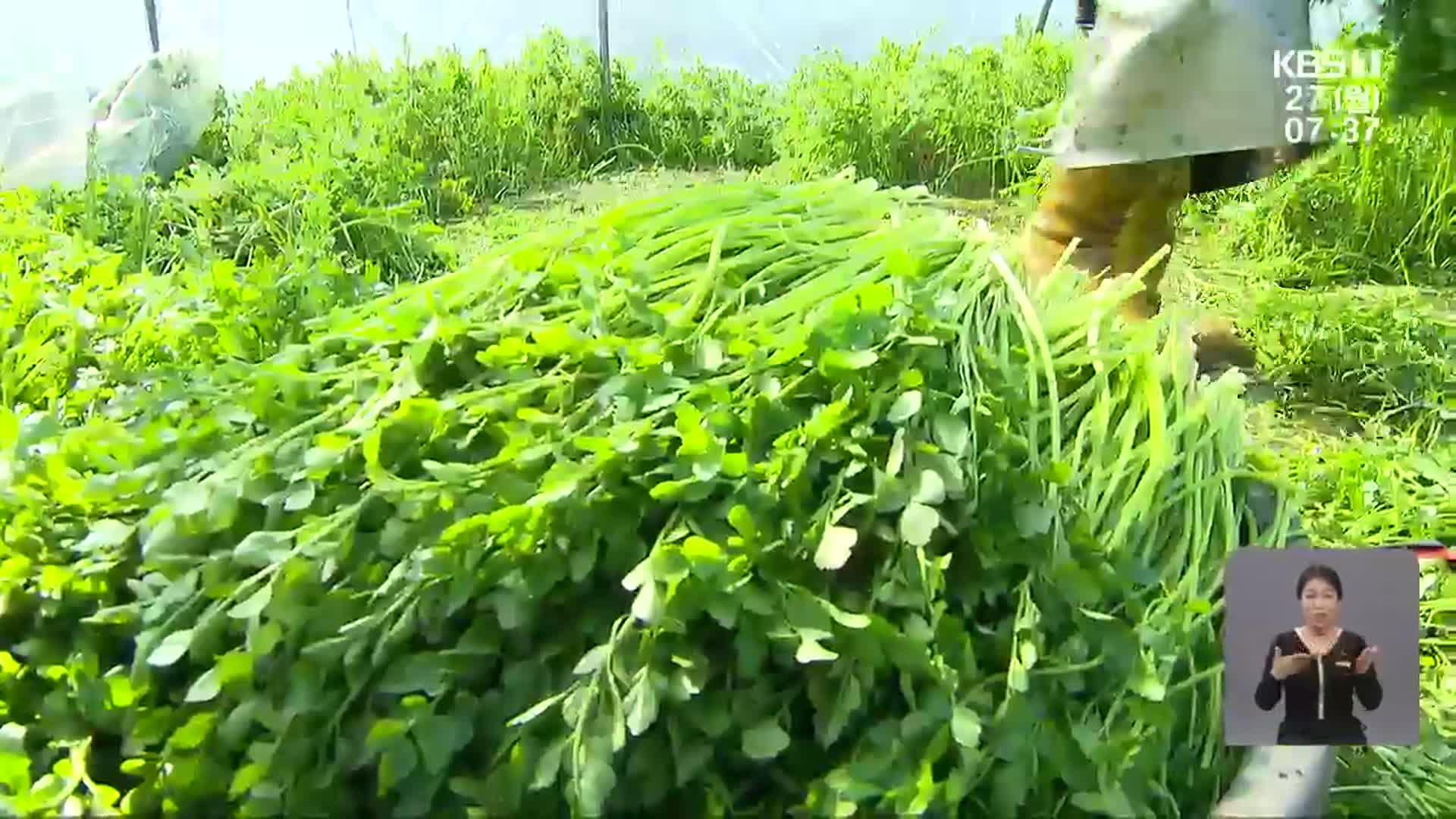 천연 ‘간 해독제’ 나주 돌미나리 수확 분주