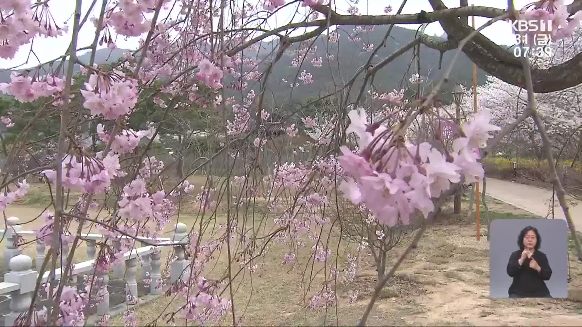 “벚꽃 보며 축제 즐겨요”…왕인문화축제 개막