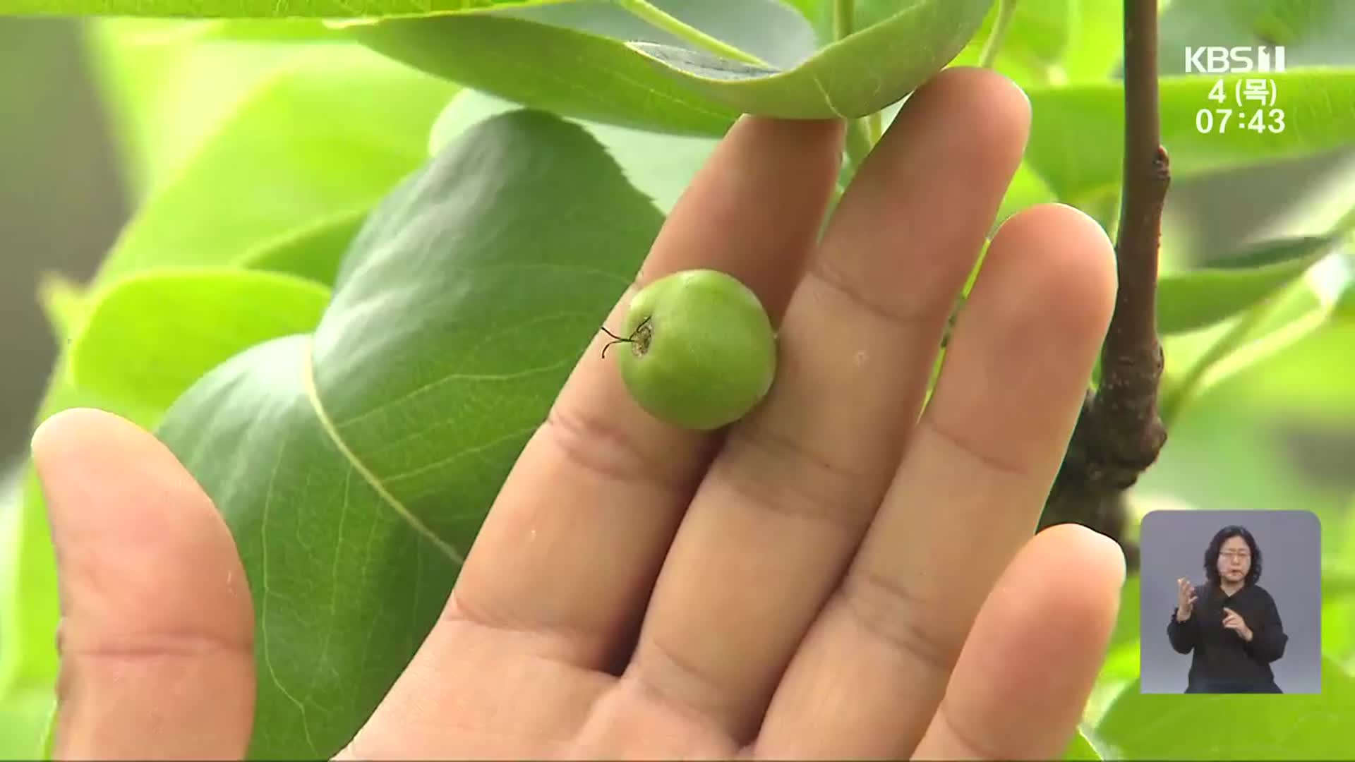 “열매가 없어요”…나주 배 농가 냉해 ‘비상’