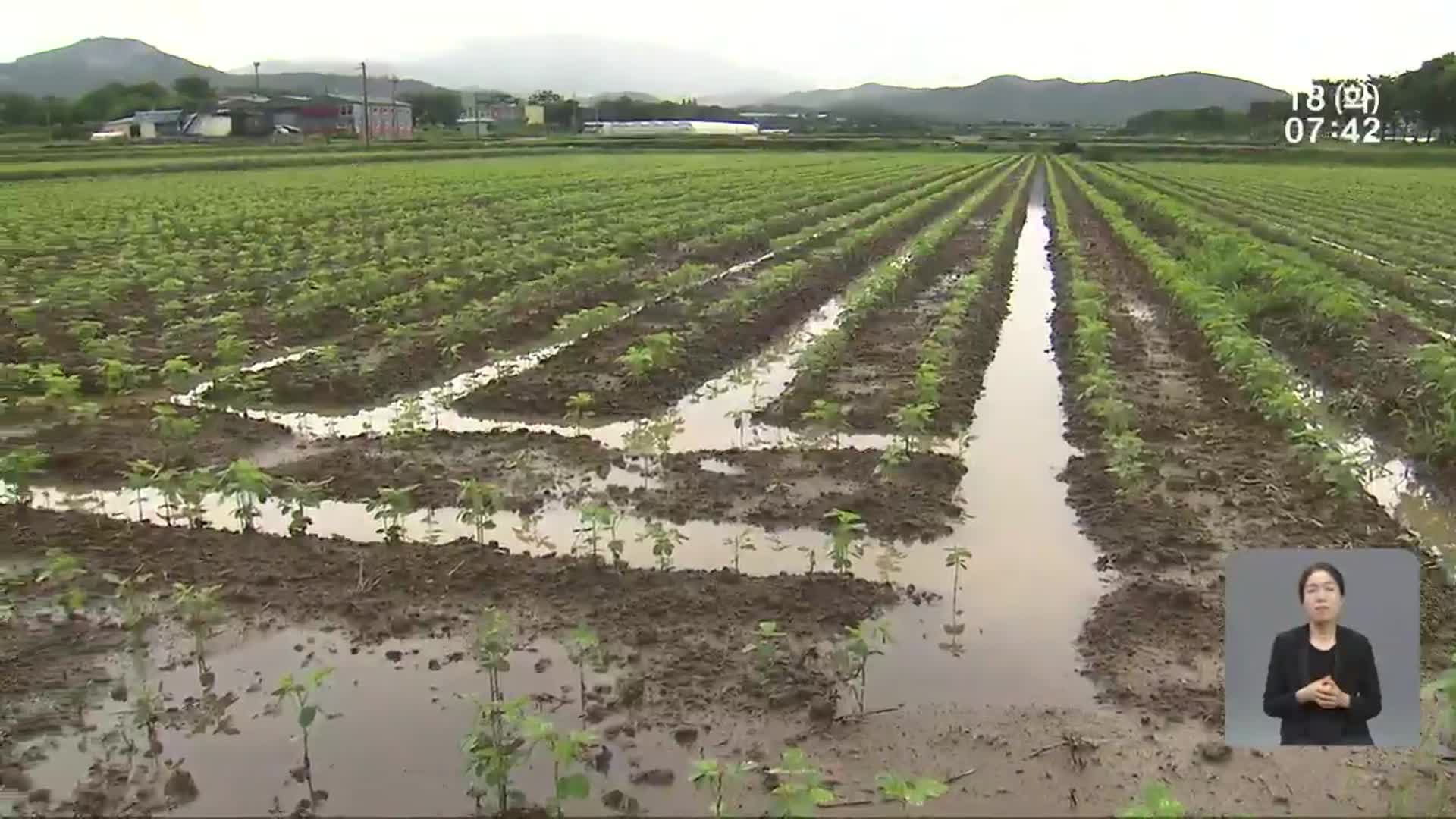 긴 장마, 수확기 농작물 피해도 잇따라