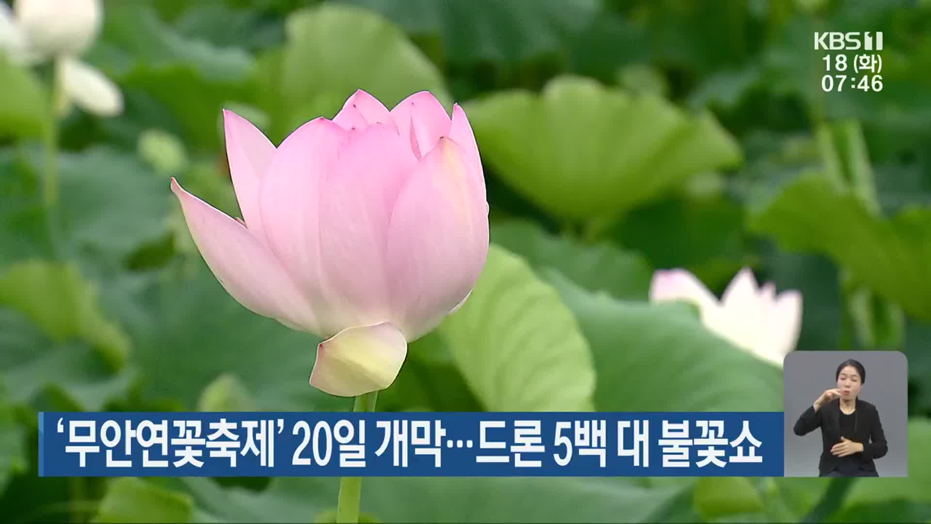 ‘무안연꽃축제’ 20일 개막…드론 5백 대 불꽃쇼