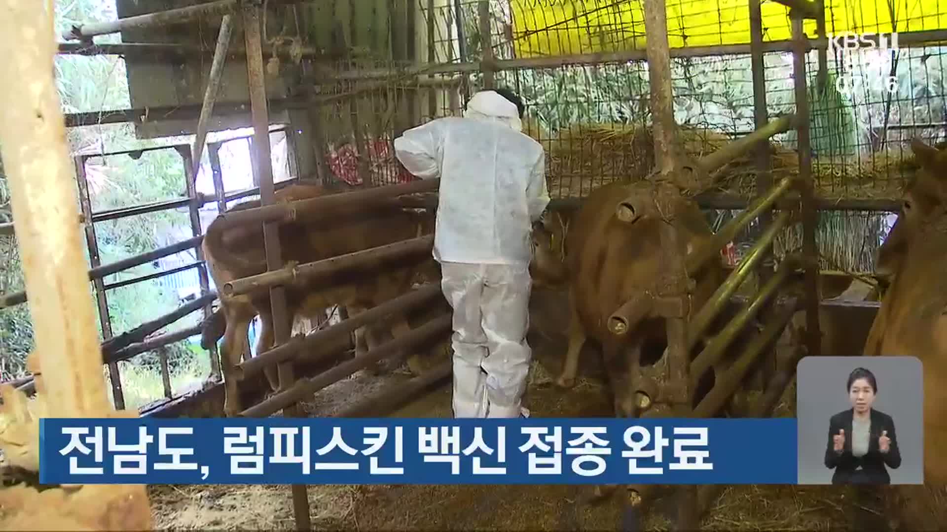 전남도, 럼피스킨 백신 접종 완료