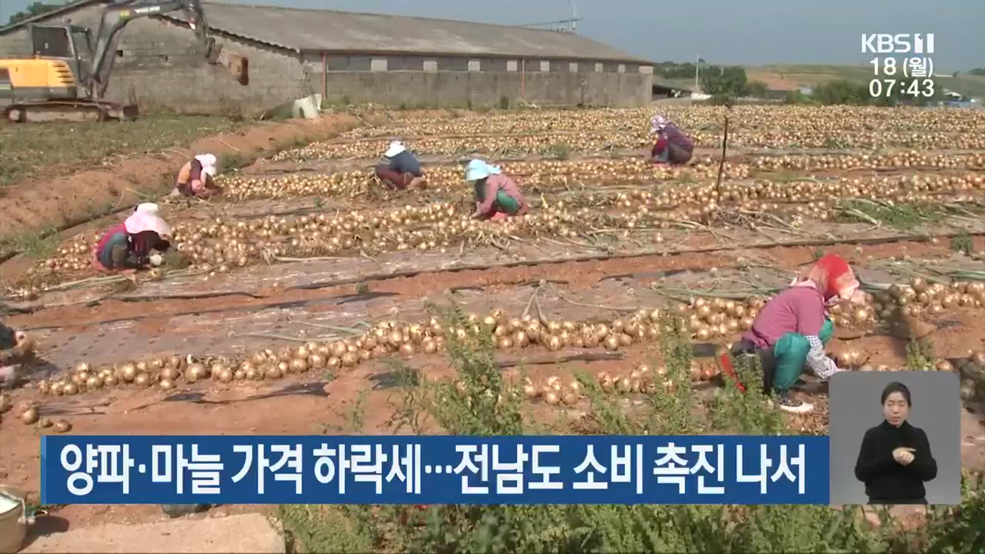 양파·마늘 가격 하락세…전남도 소비 촉진 나서