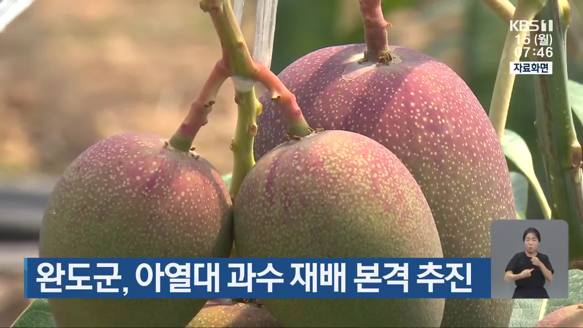 완도군, 아열대 과수 재배 본격 추진