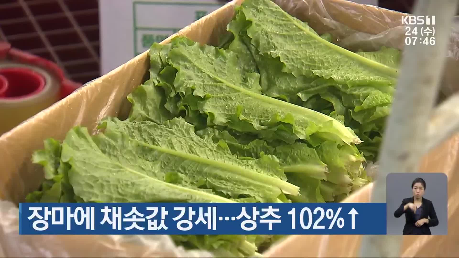 장마에 채솟값 강세…상추 102% ↑