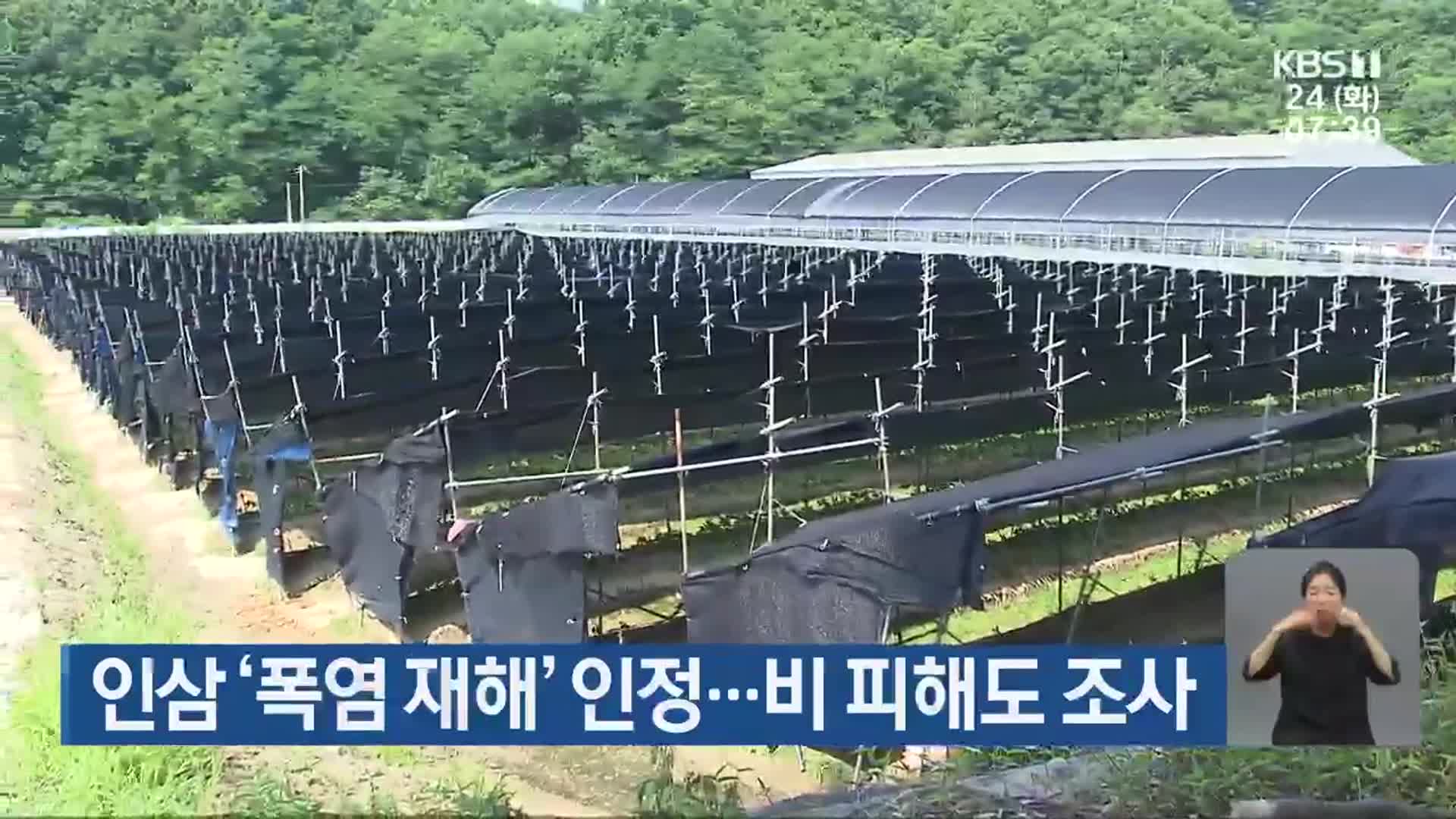 인삼 ‘폭염 재해’ 인정…비 피해도 조사