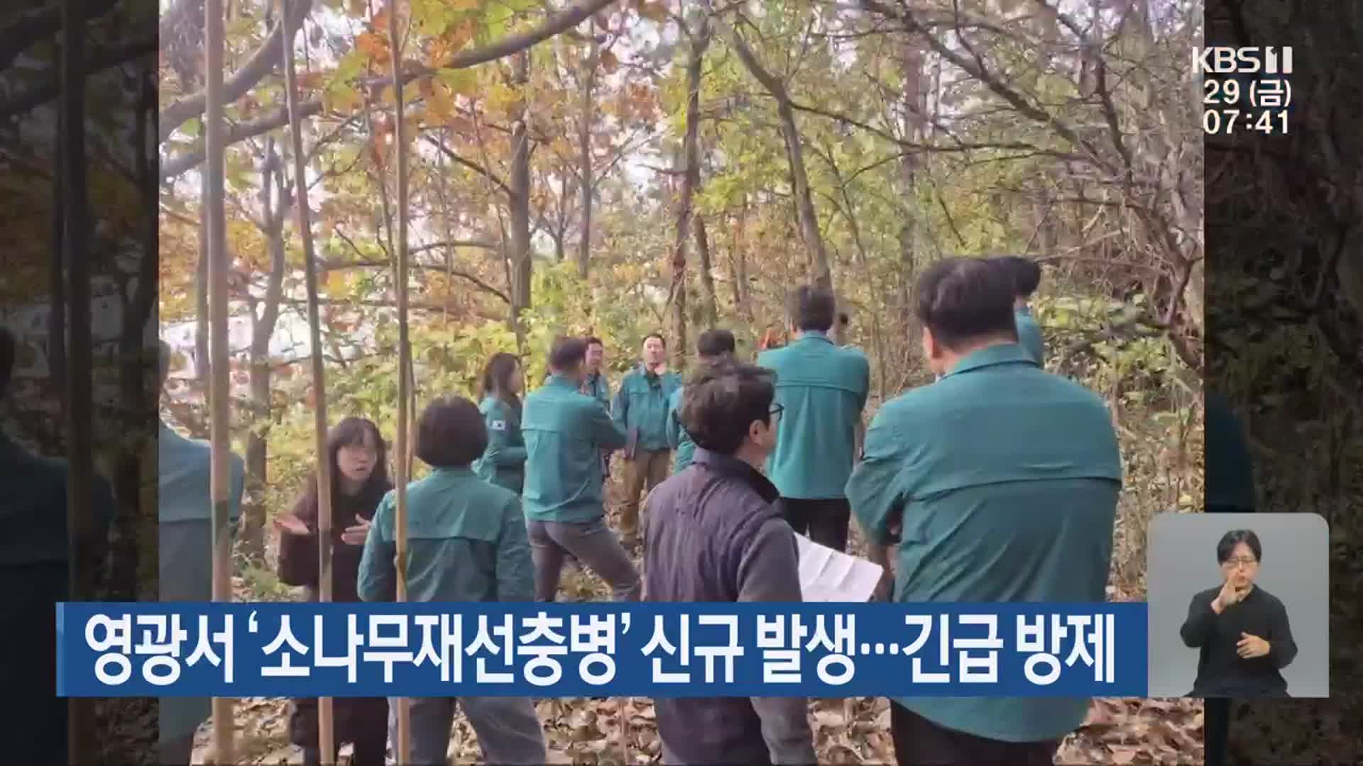 영광서 ‘소나무재선충병’ 신규 발생…긴급 방제