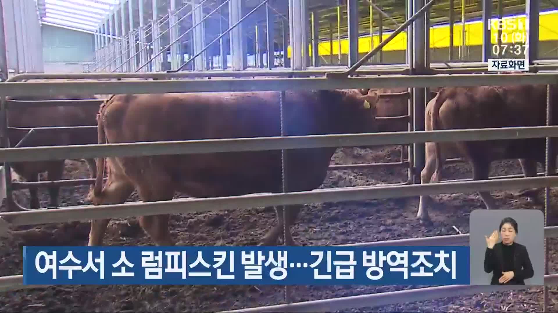 여수서 소 럼피스킨 발생…긴급 방역조치