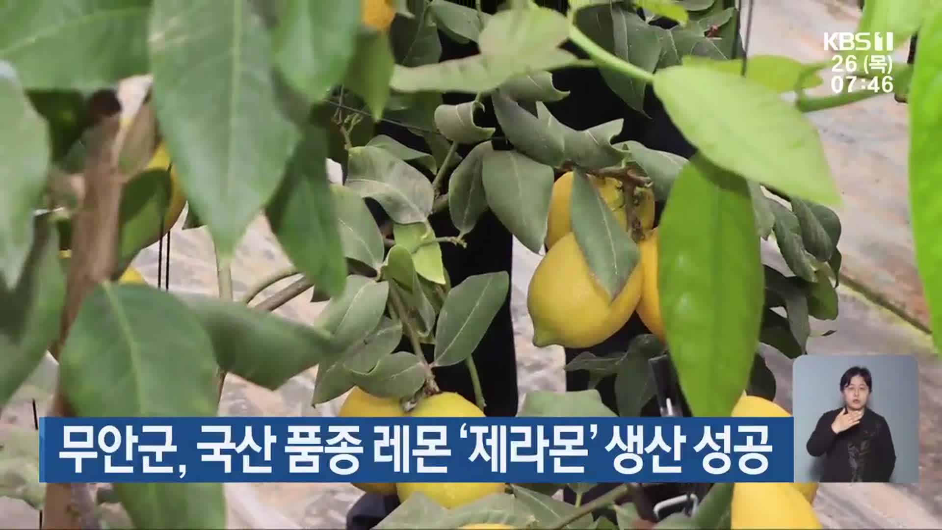 무안군, 국산 품종 레몬 ‘제라몬’ 생산 성공