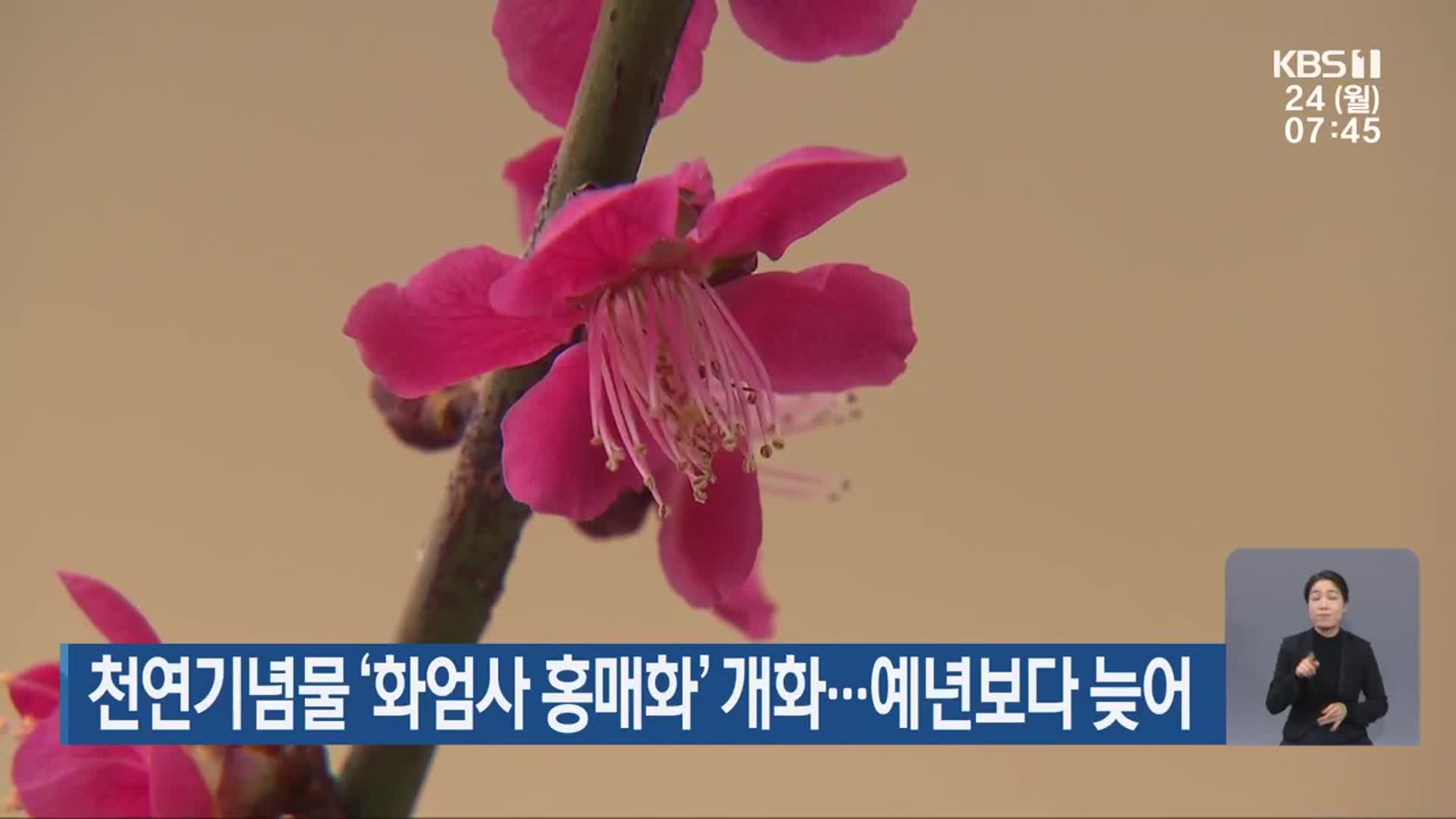 천연기념물 ‘화엄사 홍매화’ 개화…예년보다 늦어