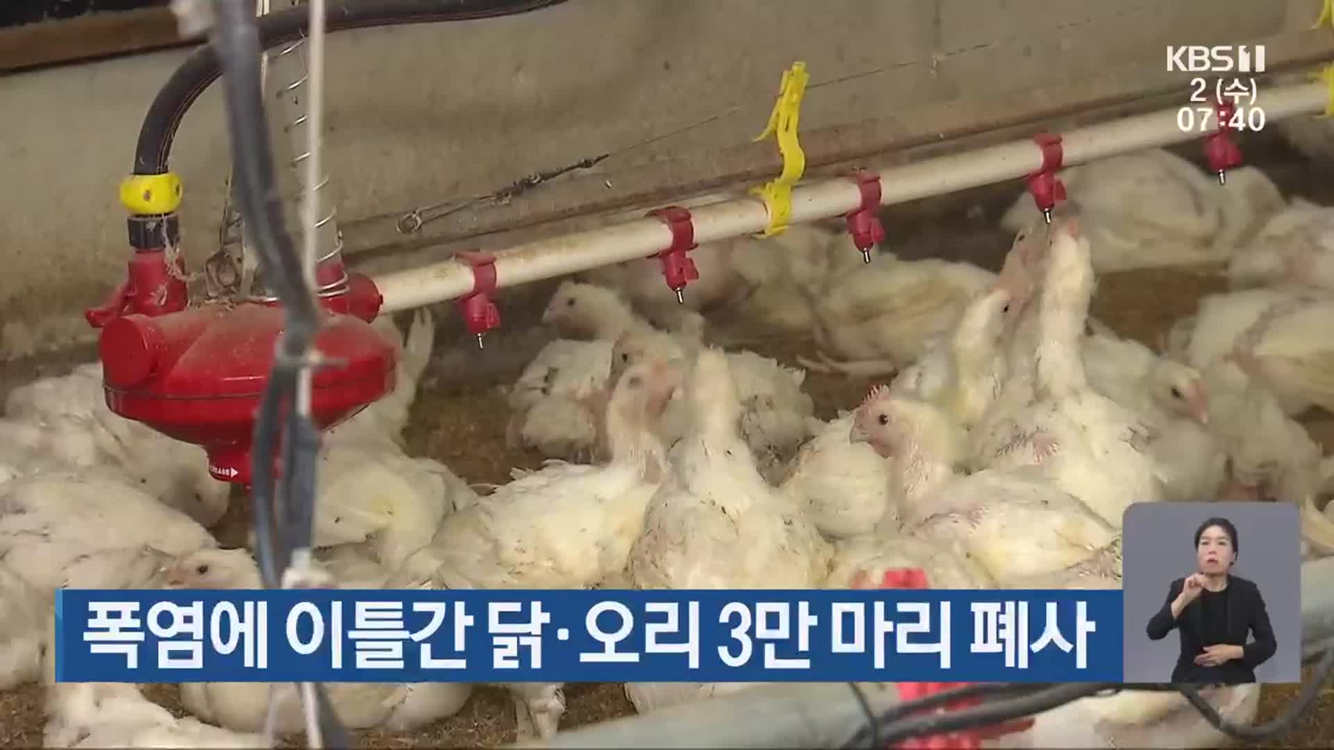 폭염에 이틀간 닭·오리 3만 마리 폐사