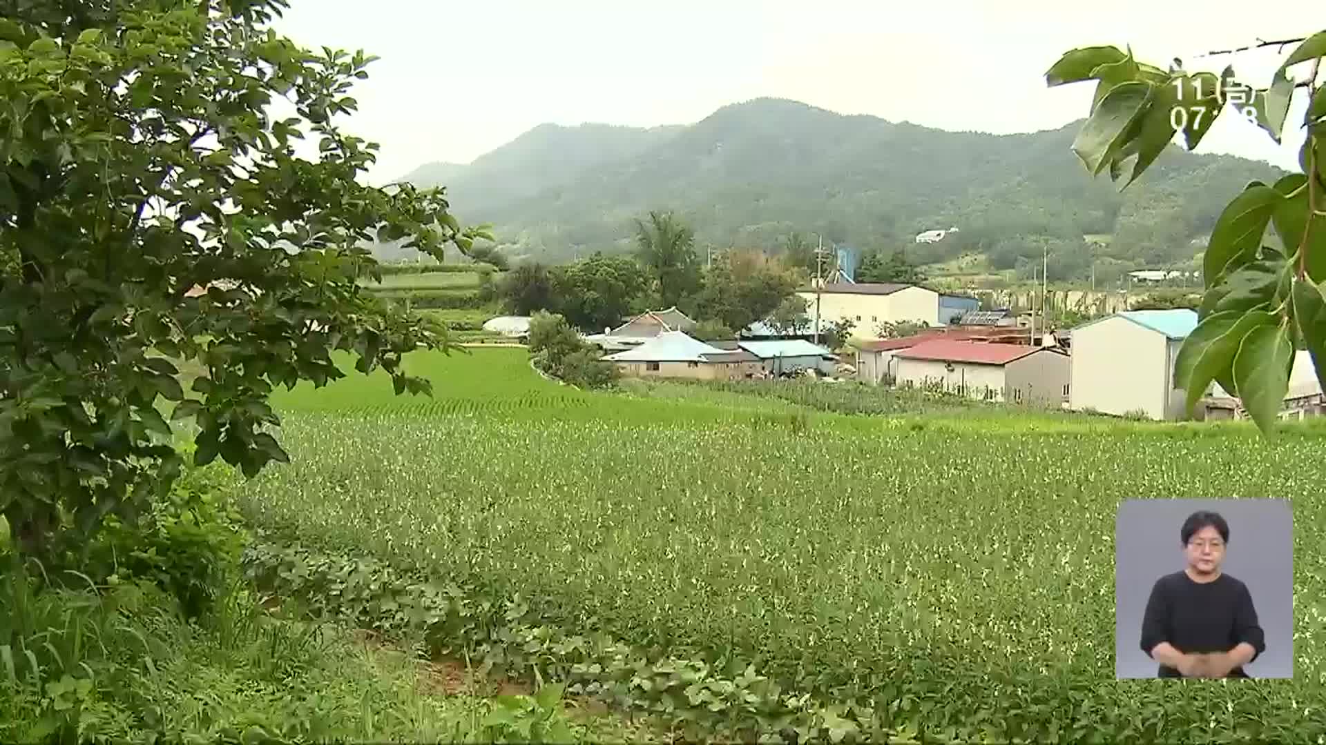 뙤약볕 아래 고사리 따다가…곡성에서 사망자 발생