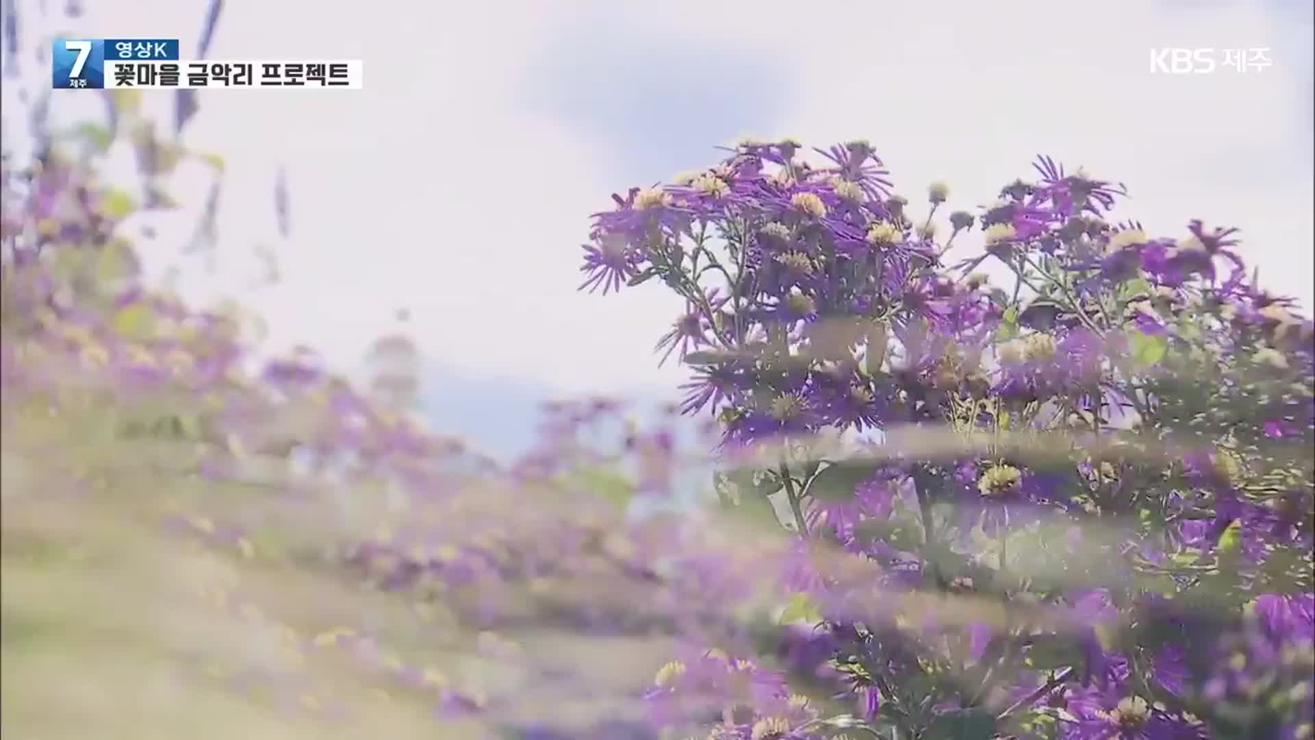 [영상K] ‘꽃마을 금악리’ 프로젝트