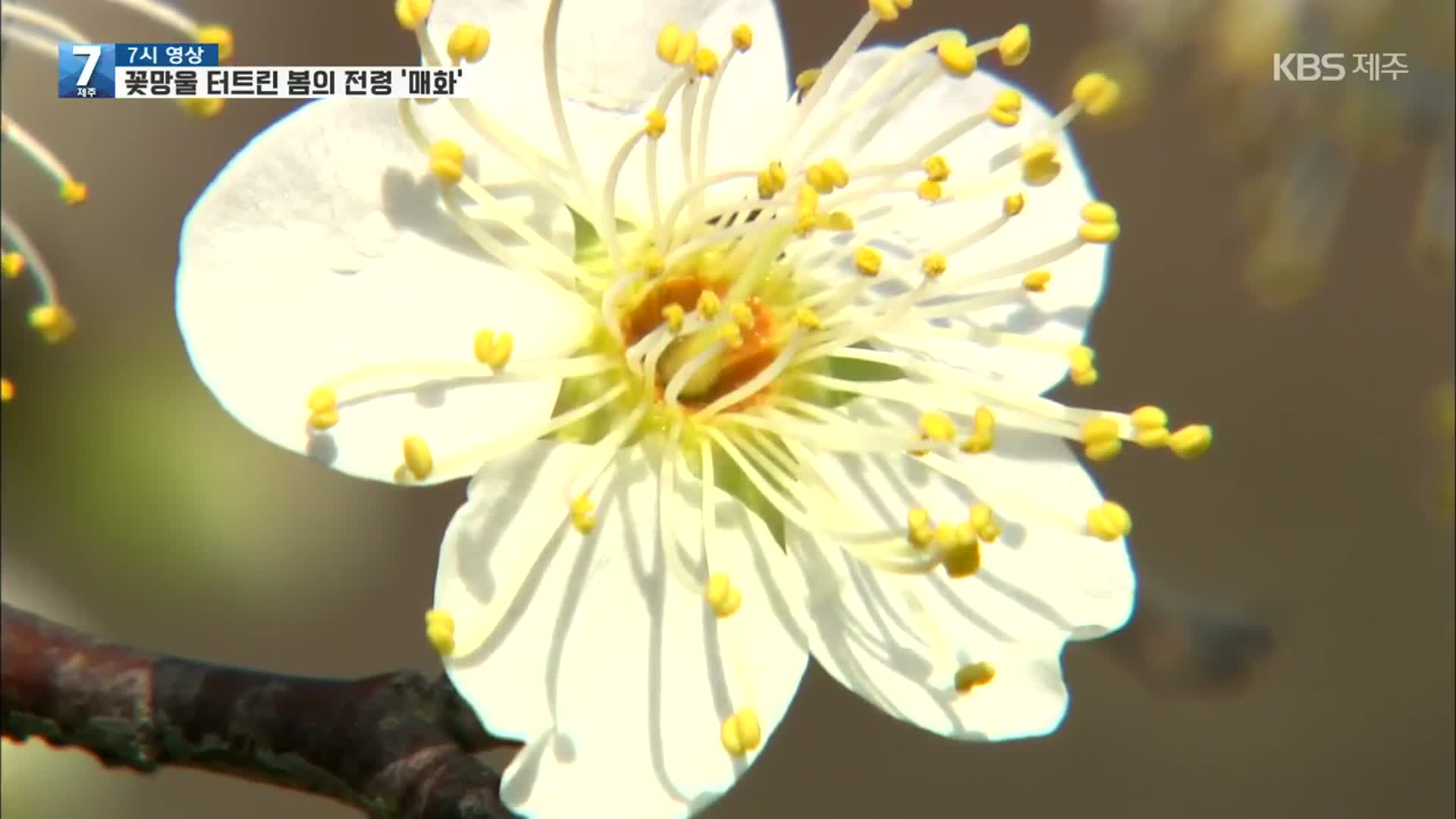 [7시 영상] 꽃망울 터트린 봄의 전령 ‘매화’