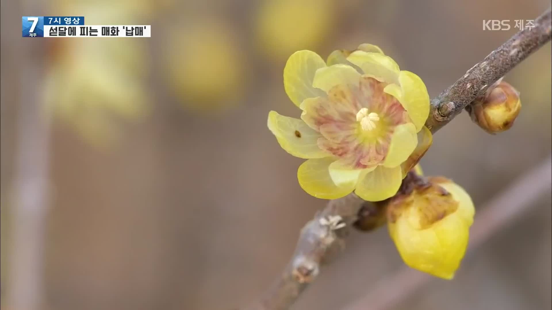 [7시 영상] 섣달에 피는 매화 ‘납매’