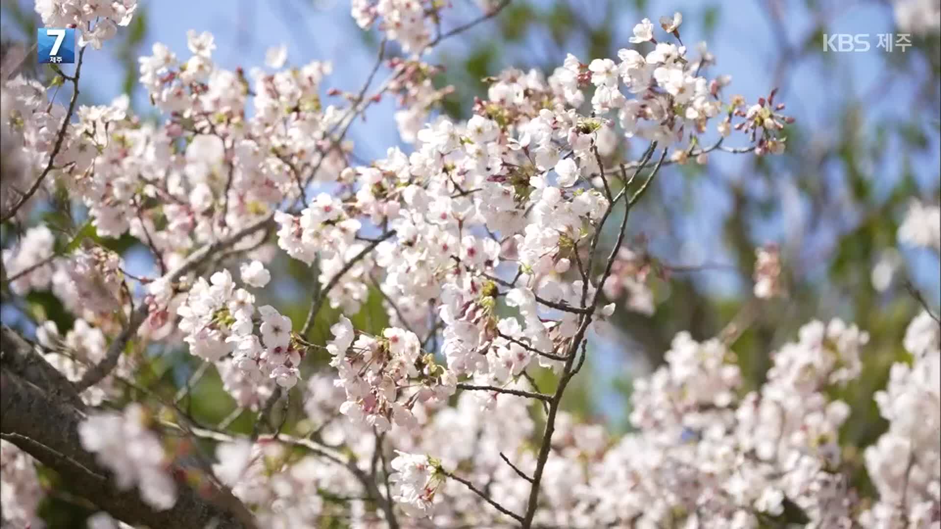 [7시 영상] 제주 봄을 수놓은 ‘벚꽃의 자태’