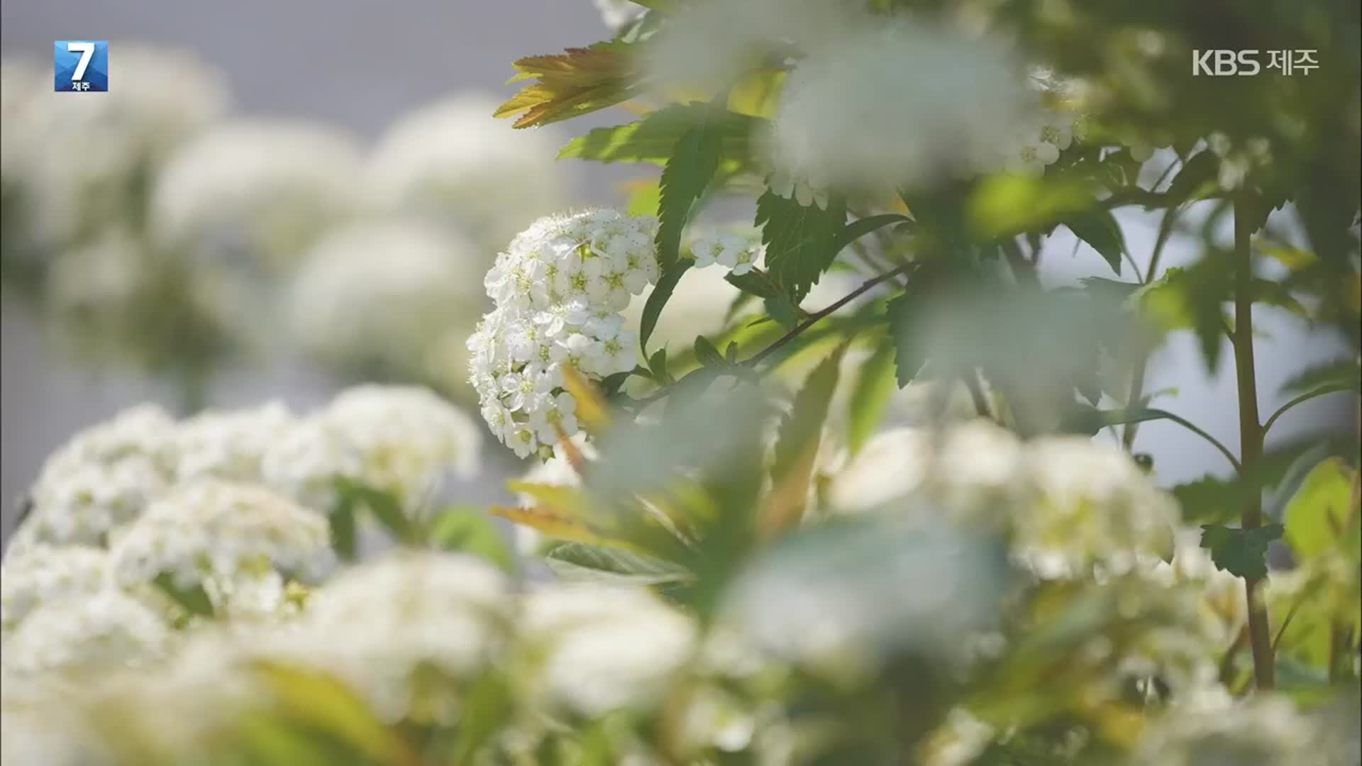 [7시 영상] 봄에서 가을까지, 산뜻함 더하는 ‘공조팝나무’