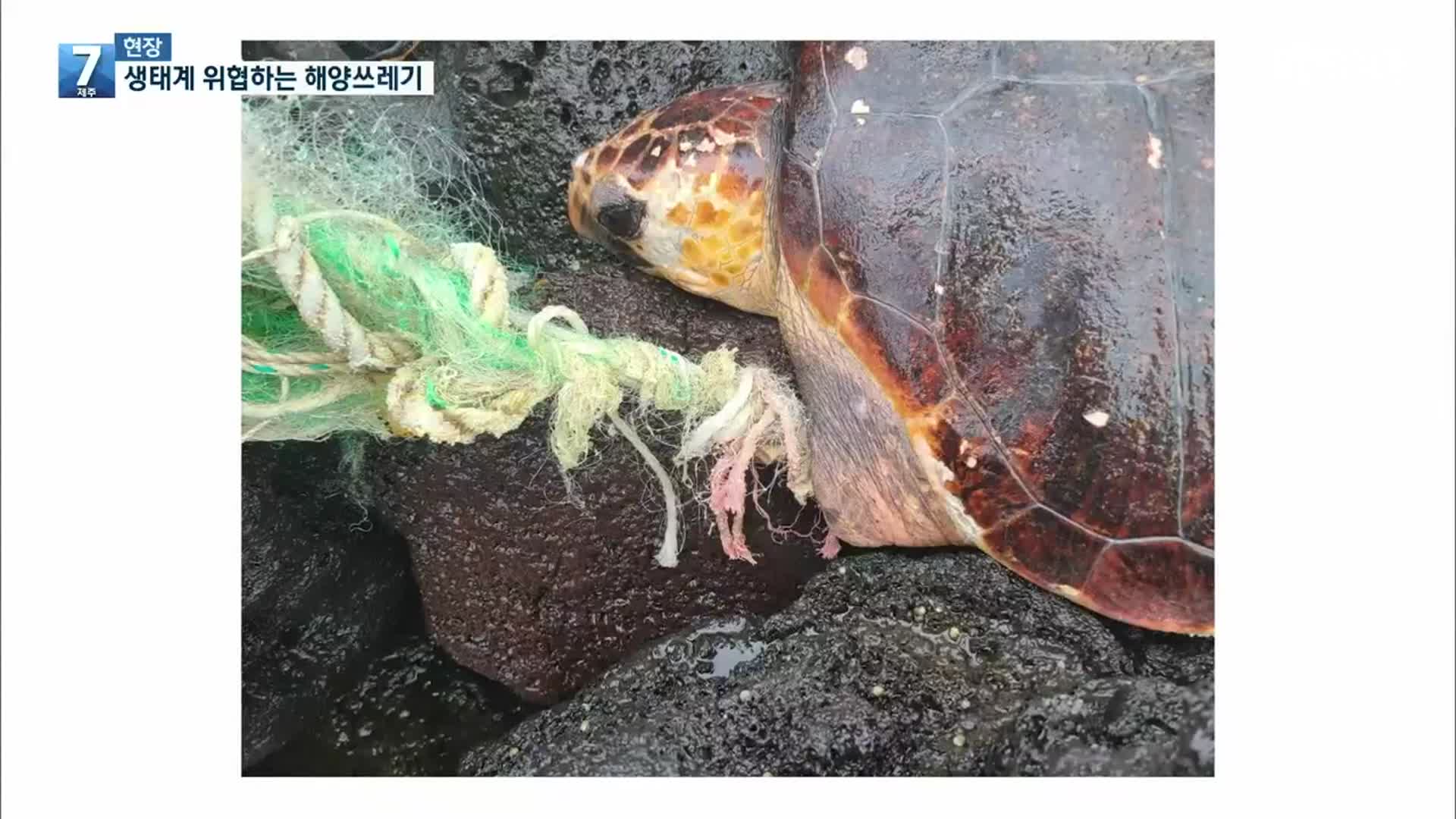 [7시 현장] 바다거북의 수난…생태계 위협하는 해양쓰레기