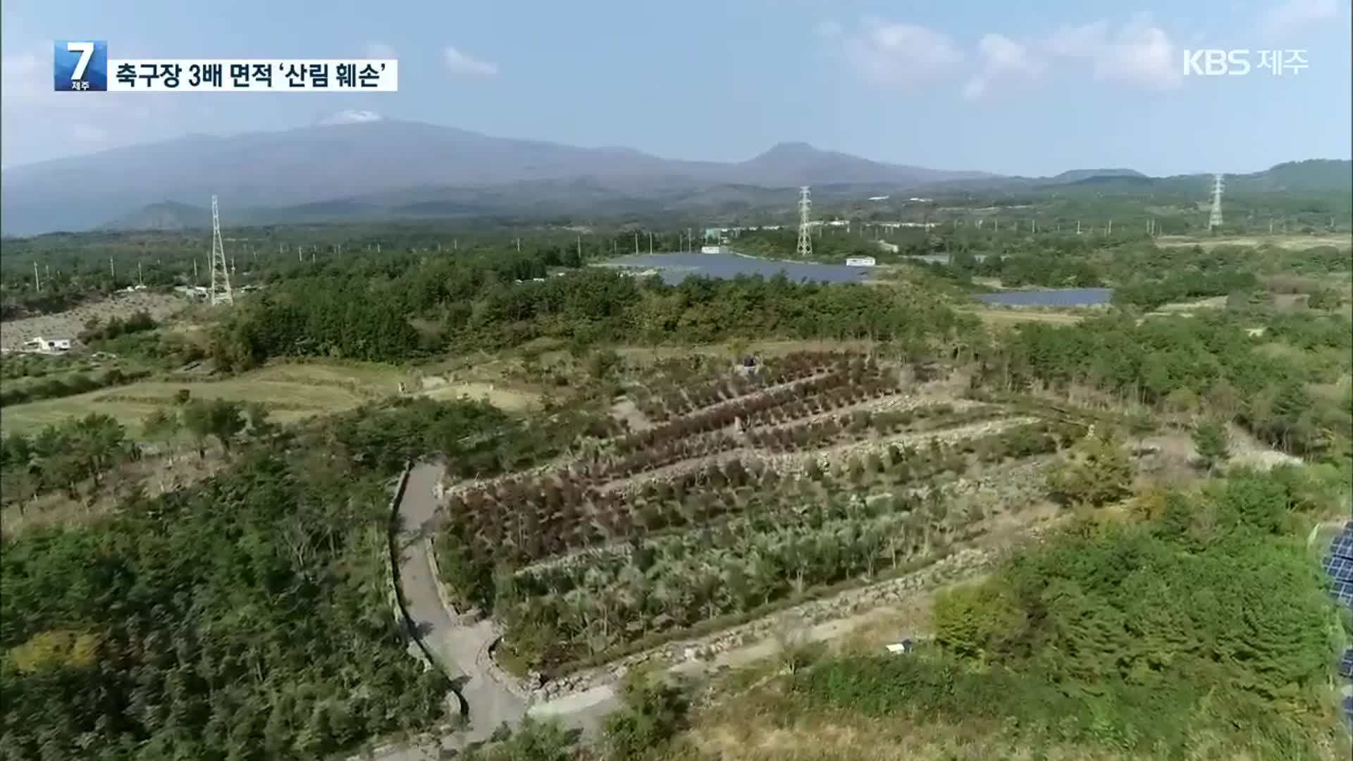 축구장 3배 면적 산림 훼손한 농협 조합장 적발