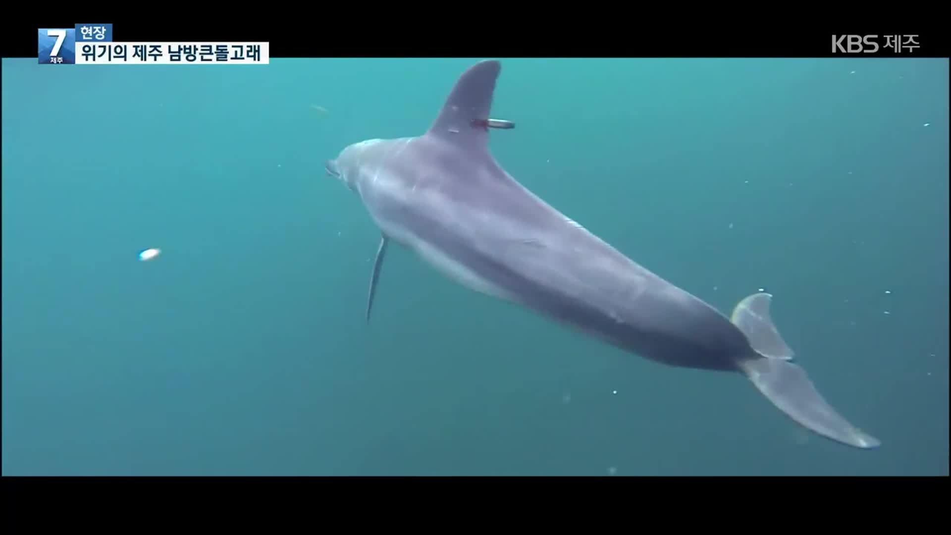 [7시 현장] 바다 곳곳에서 생존 위협 ‘위기의 돌고래들’