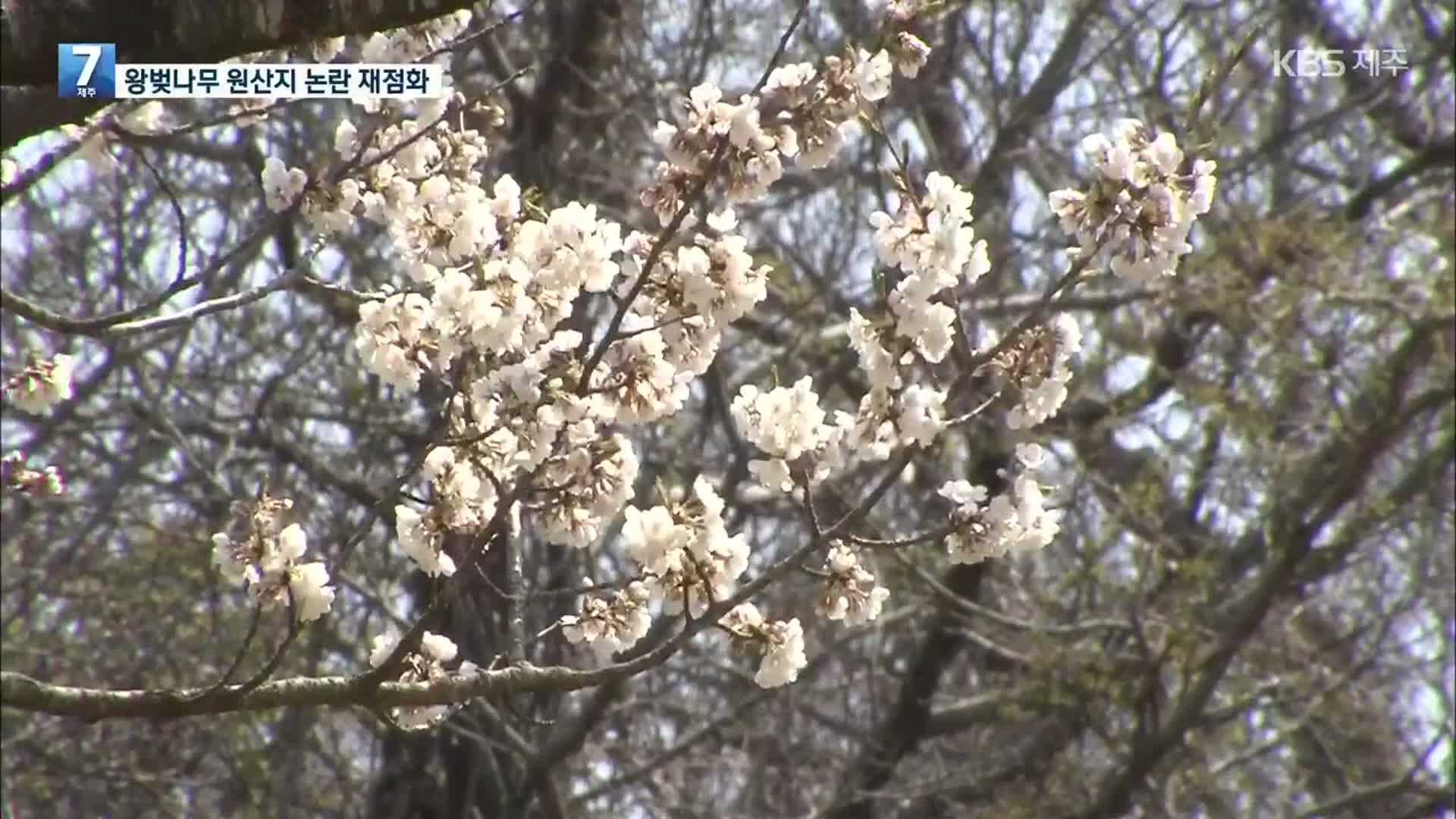 다시 불거진 왕벚나무 원산지 논란