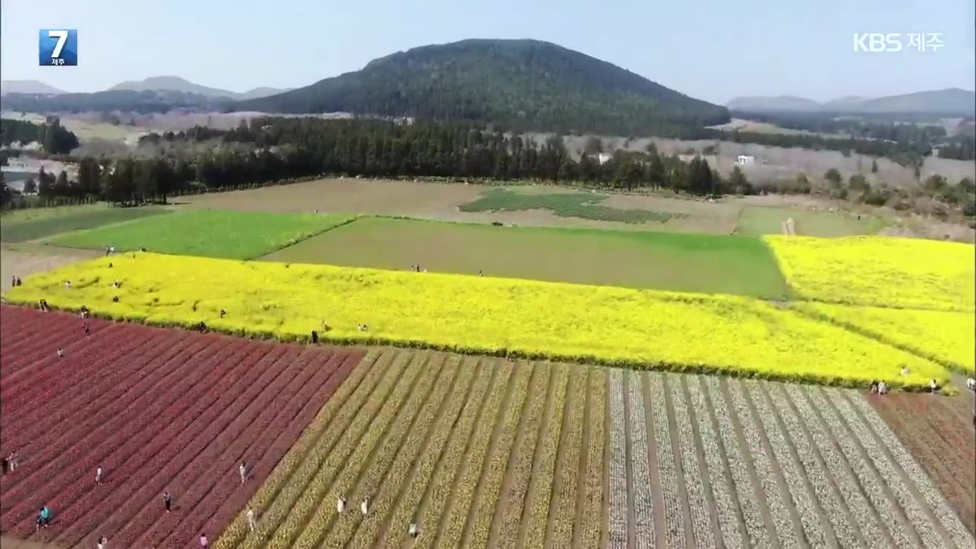 [하늘에서 본 제주] 하늘에서 본 ‘봄꽃’