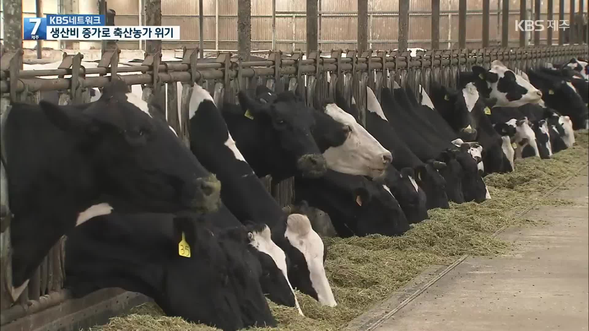 [KBS 네트워크] 치솟는 생산비에 축산농가 줄도산 위기